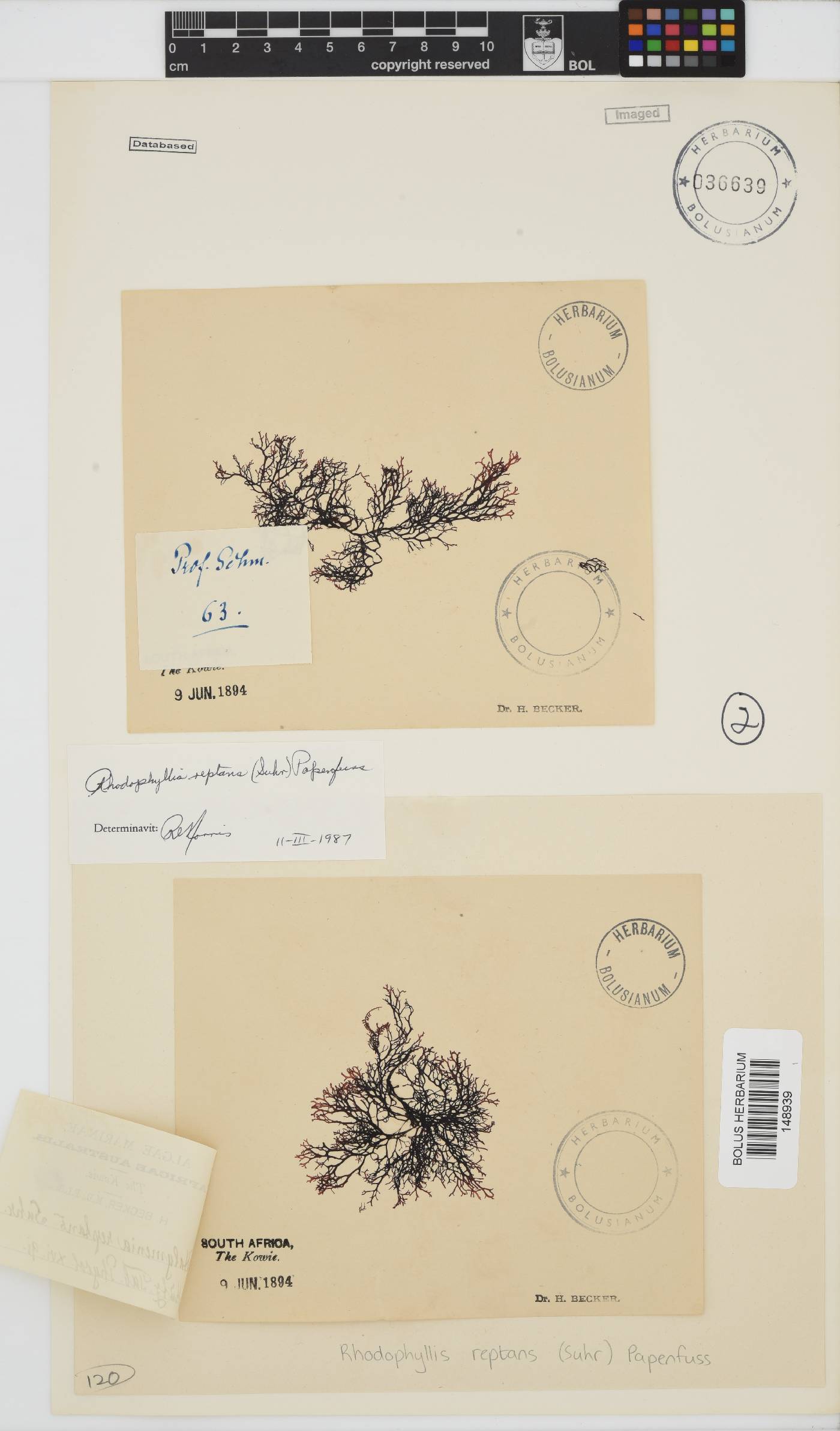 Rhodophyllis reptans image