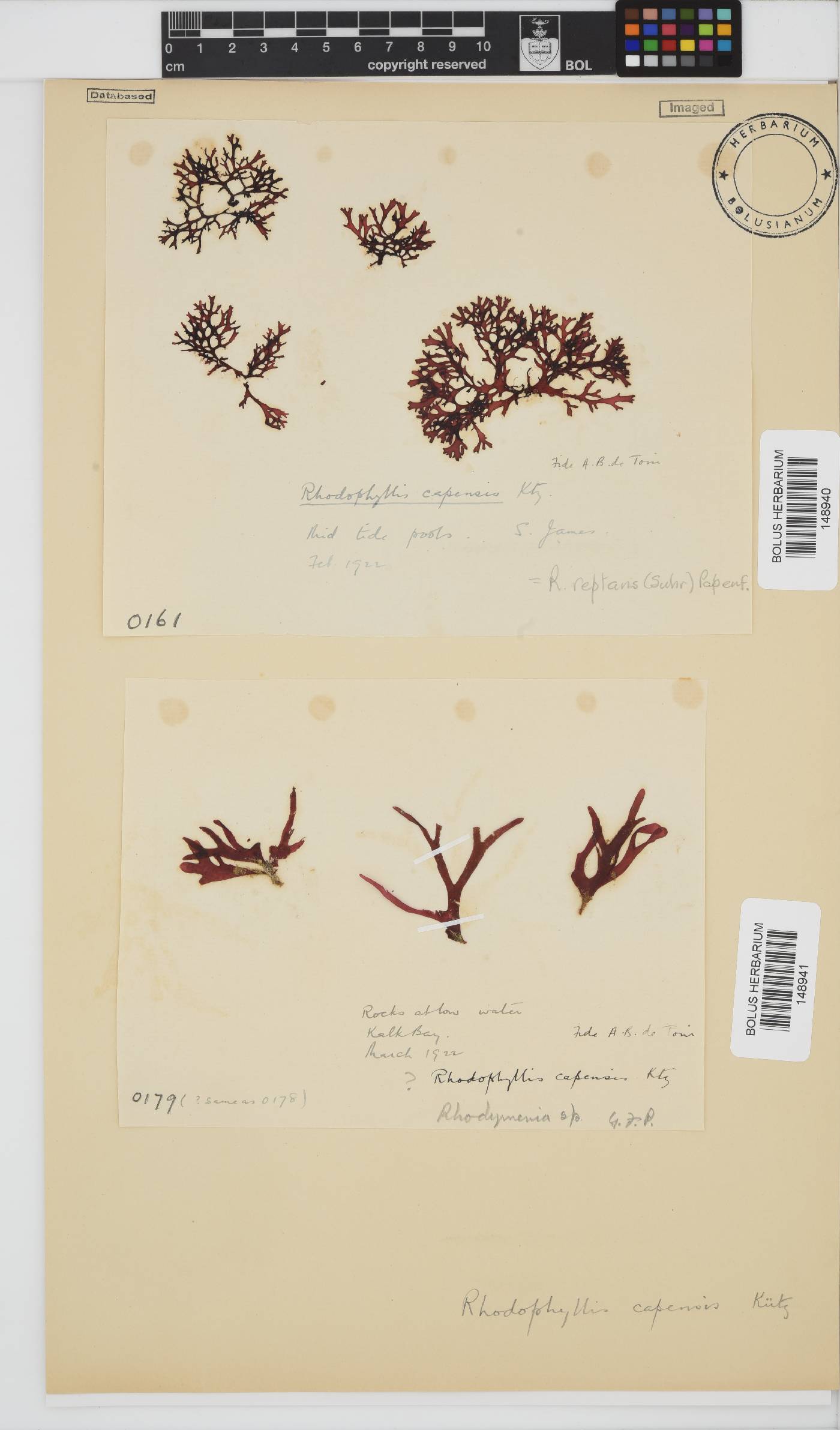 Rhodophyllis image