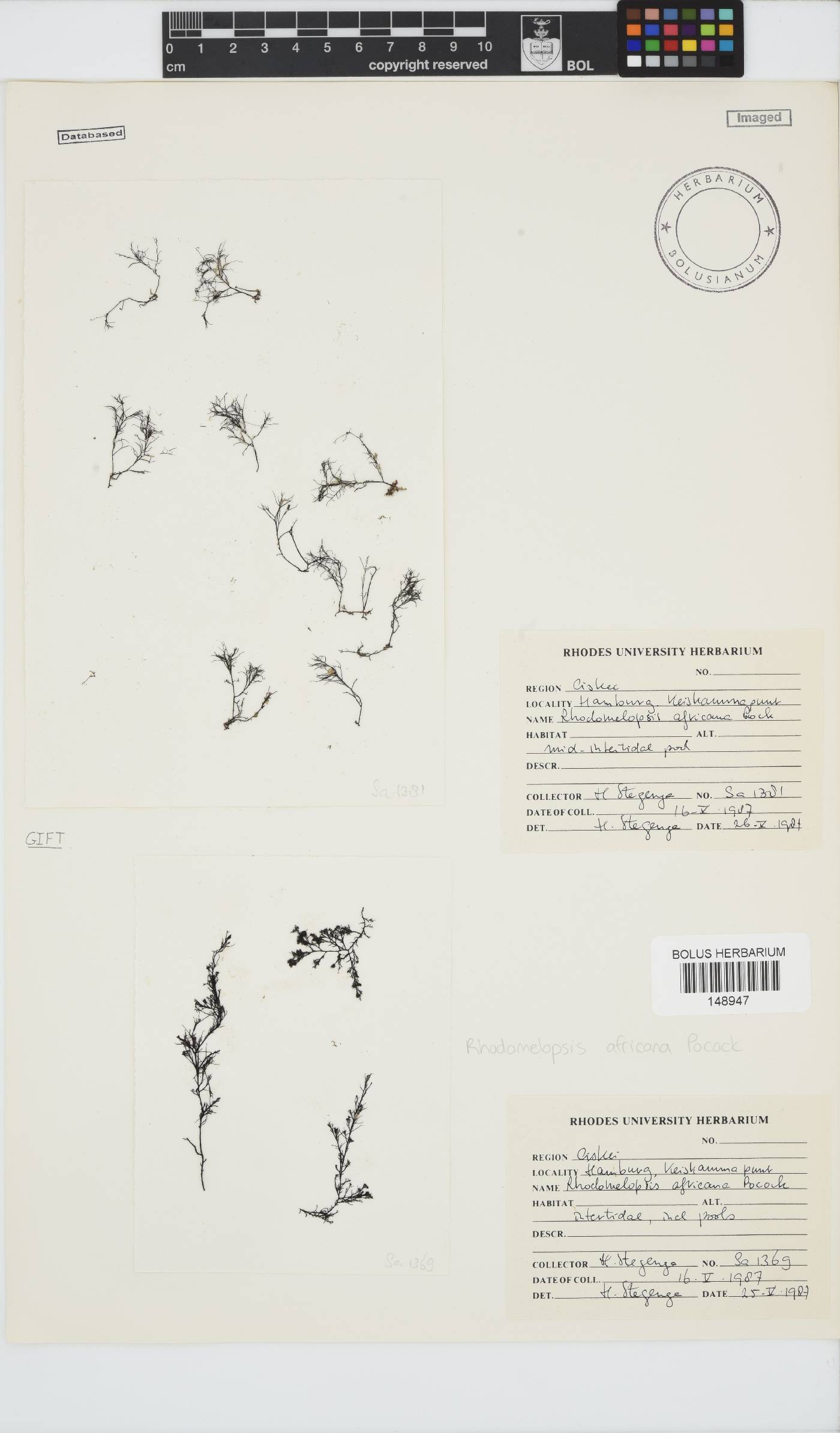 Rhodomelopsis africana image