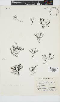 Rhodomelopsis africana image