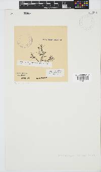 Rhodomelopsis africana image