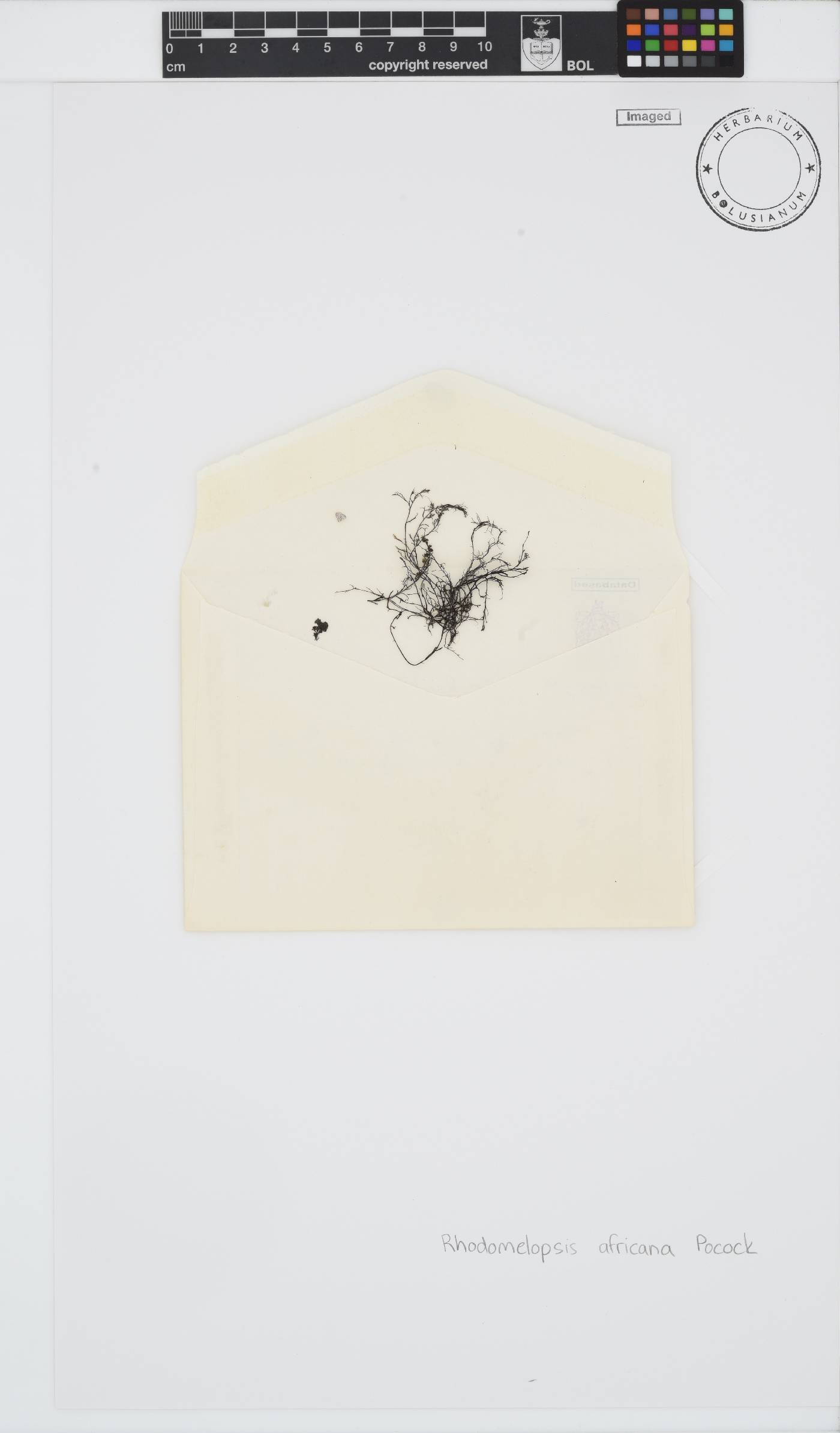 Rhodomelopsis image