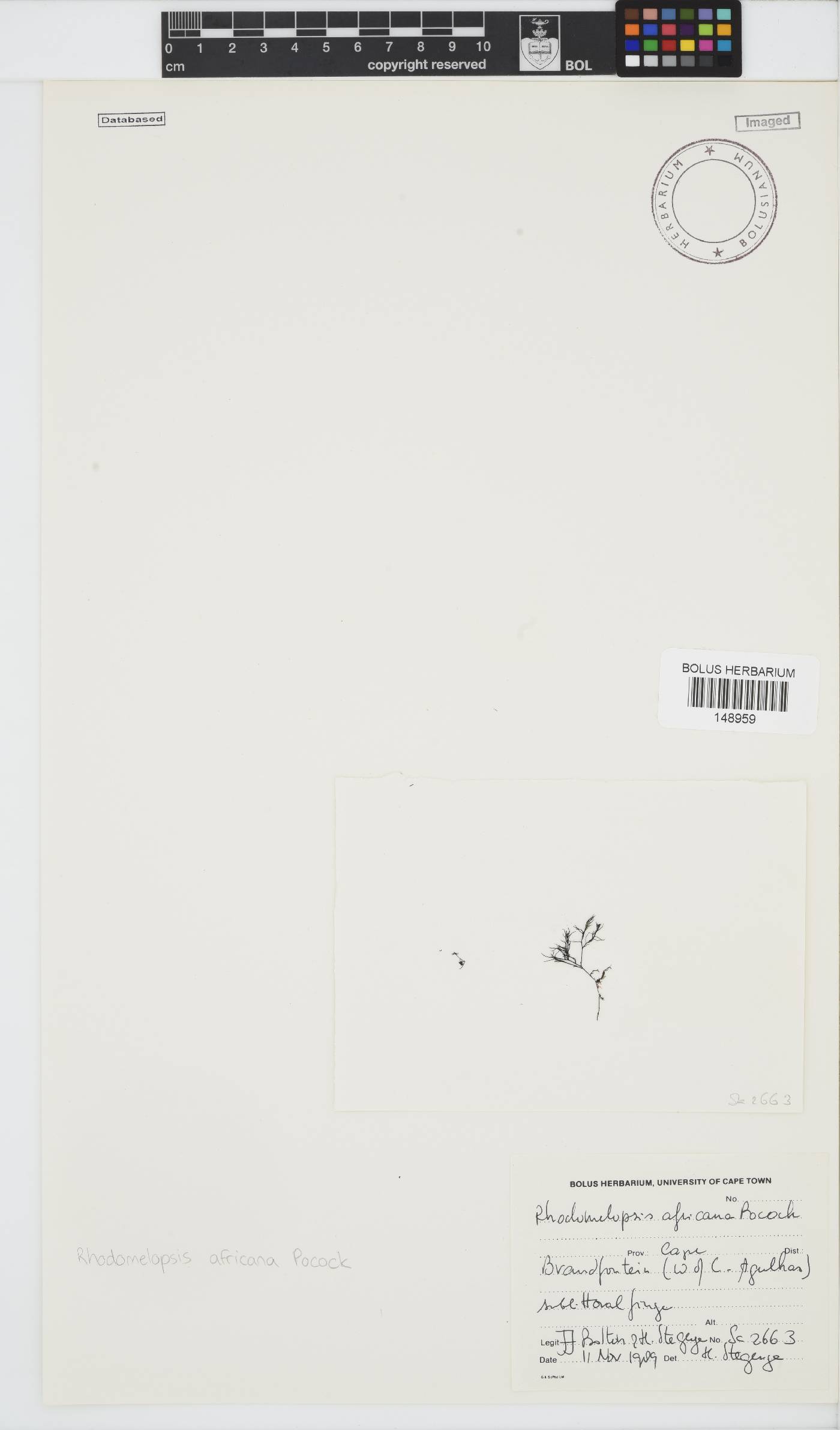 Rhodomelopsis image