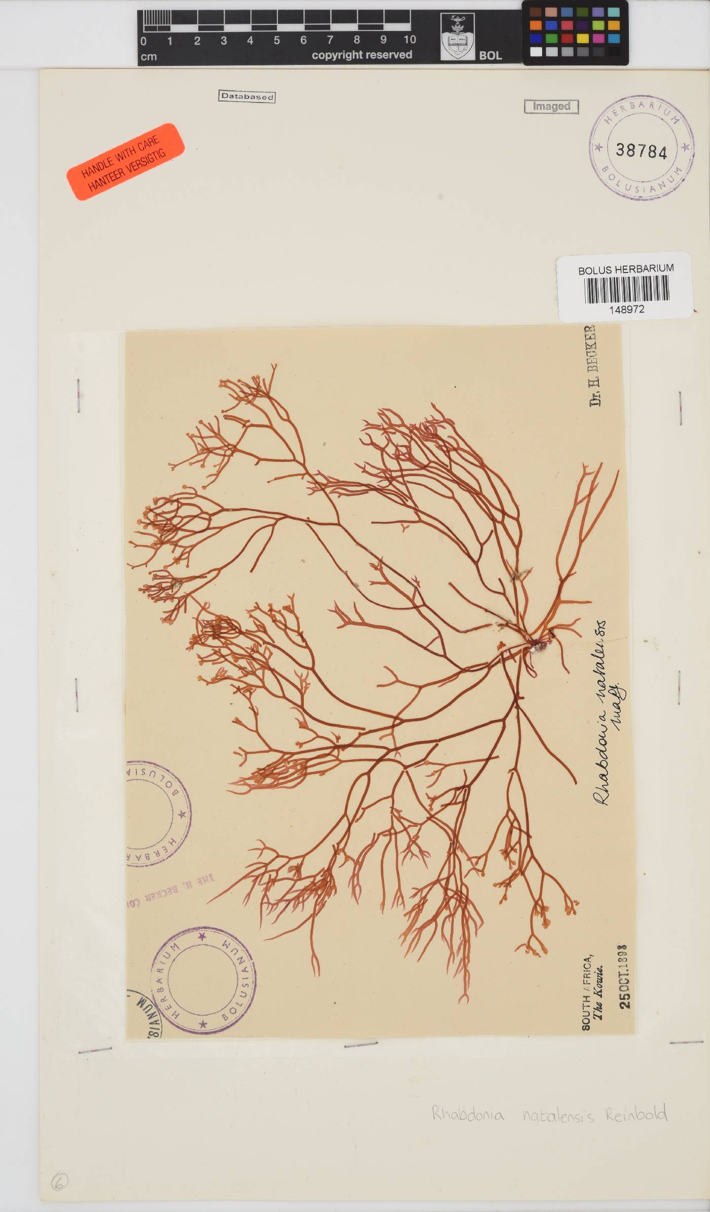 Rhabdonia natalensis image