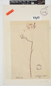 Rhabdonia natalensis image