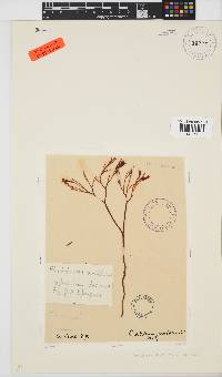 Rhabdonia natalensis image