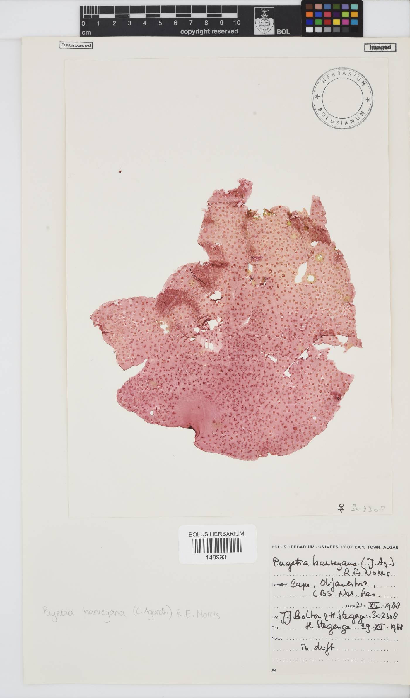 Polycoelia harveyana image
