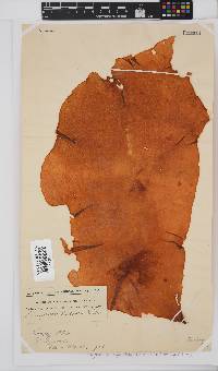 Pugetia porphyroidea image