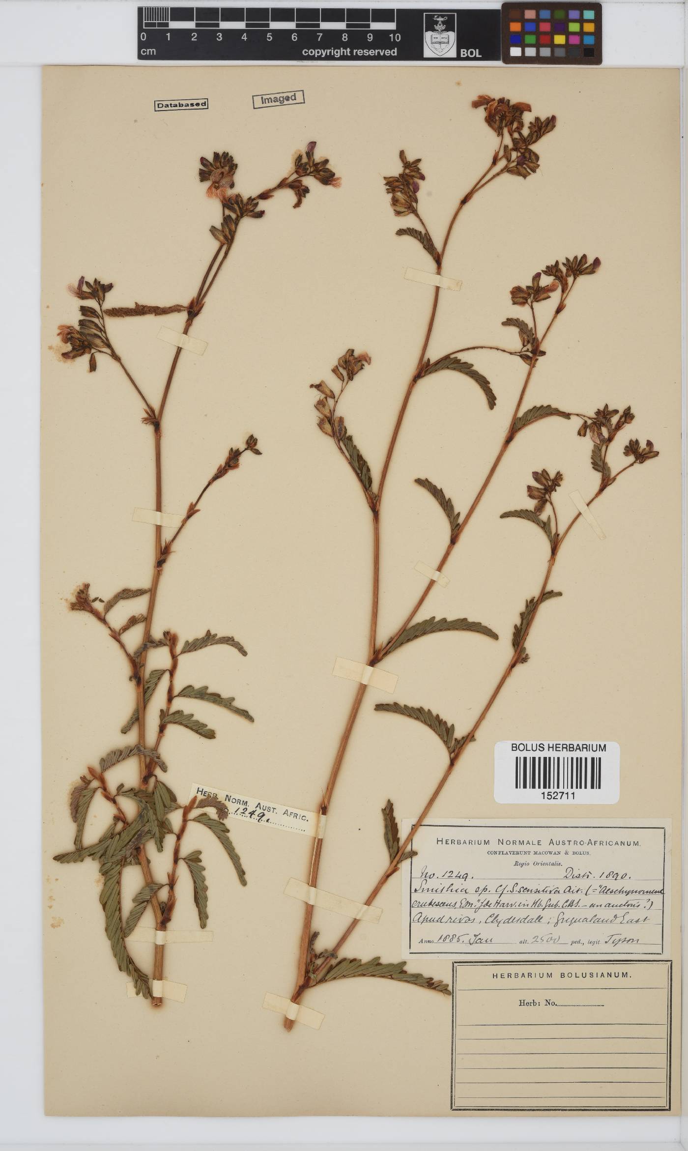 Smithia erubescens image