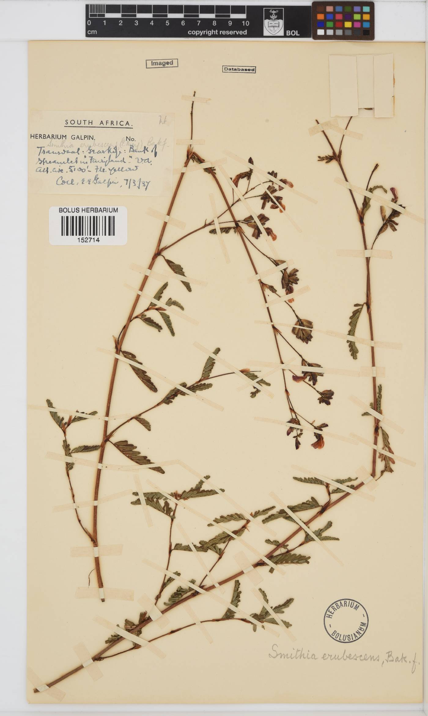 Smithia erubescens image