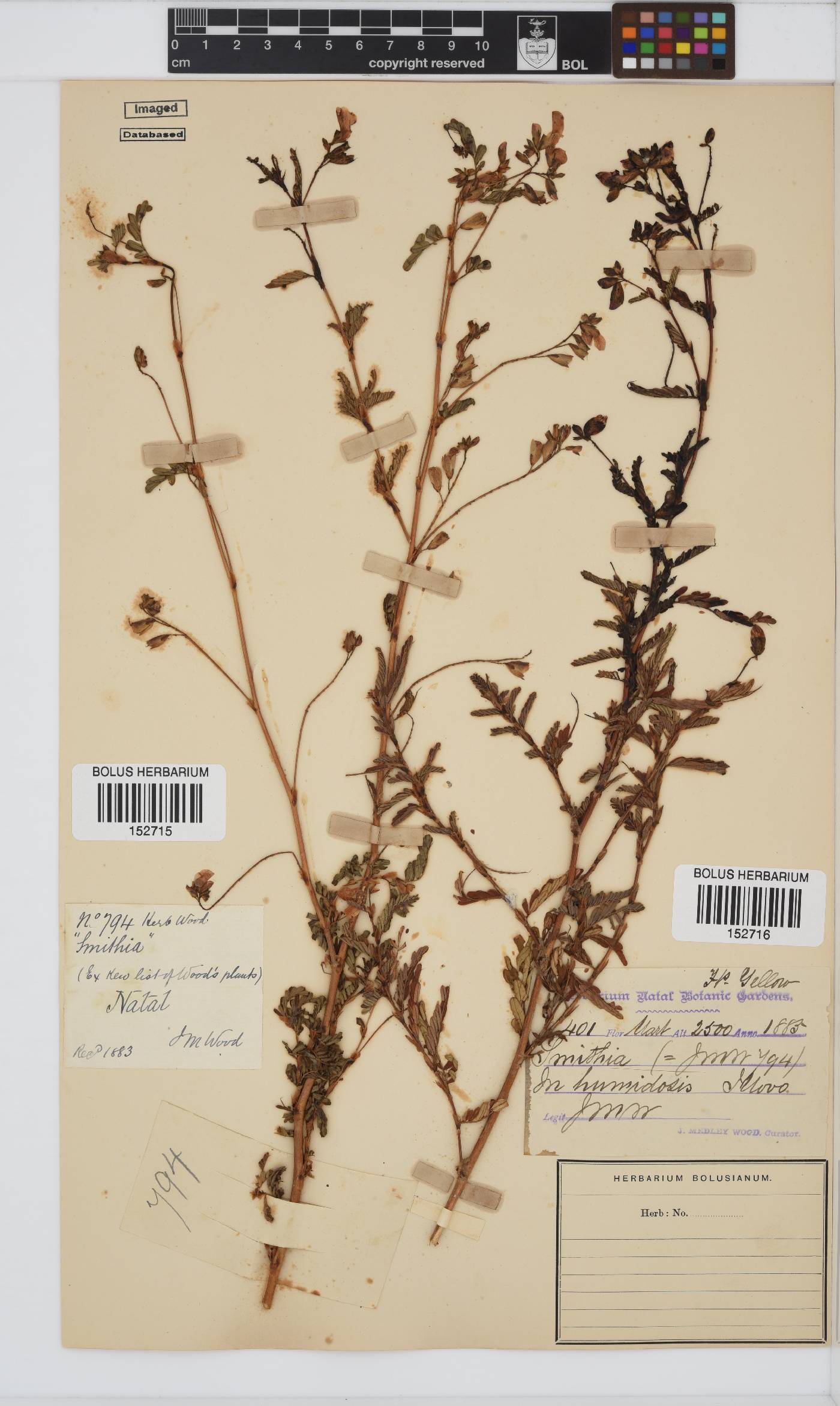 Smithia erubescens image