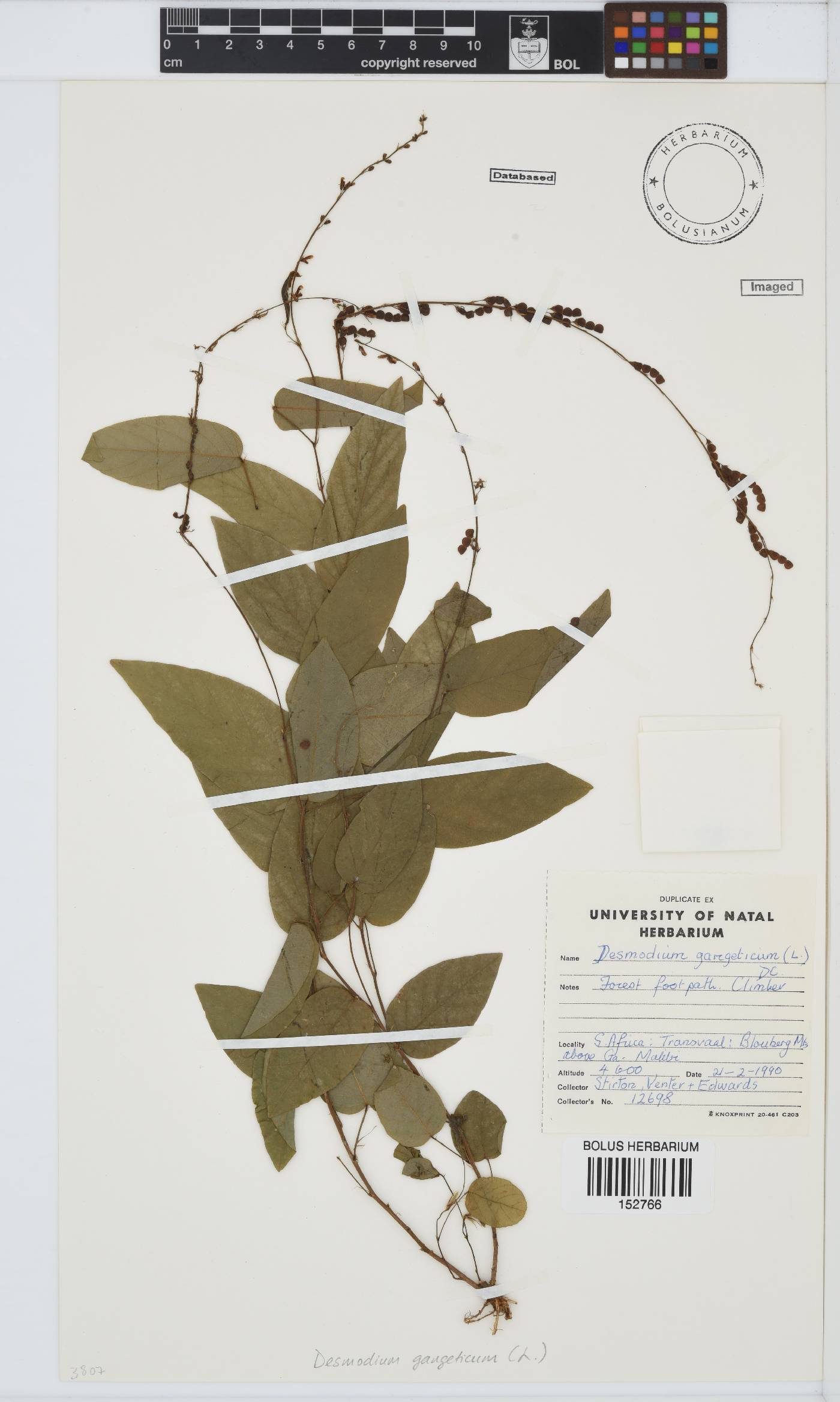 Desmodium gangeticum image