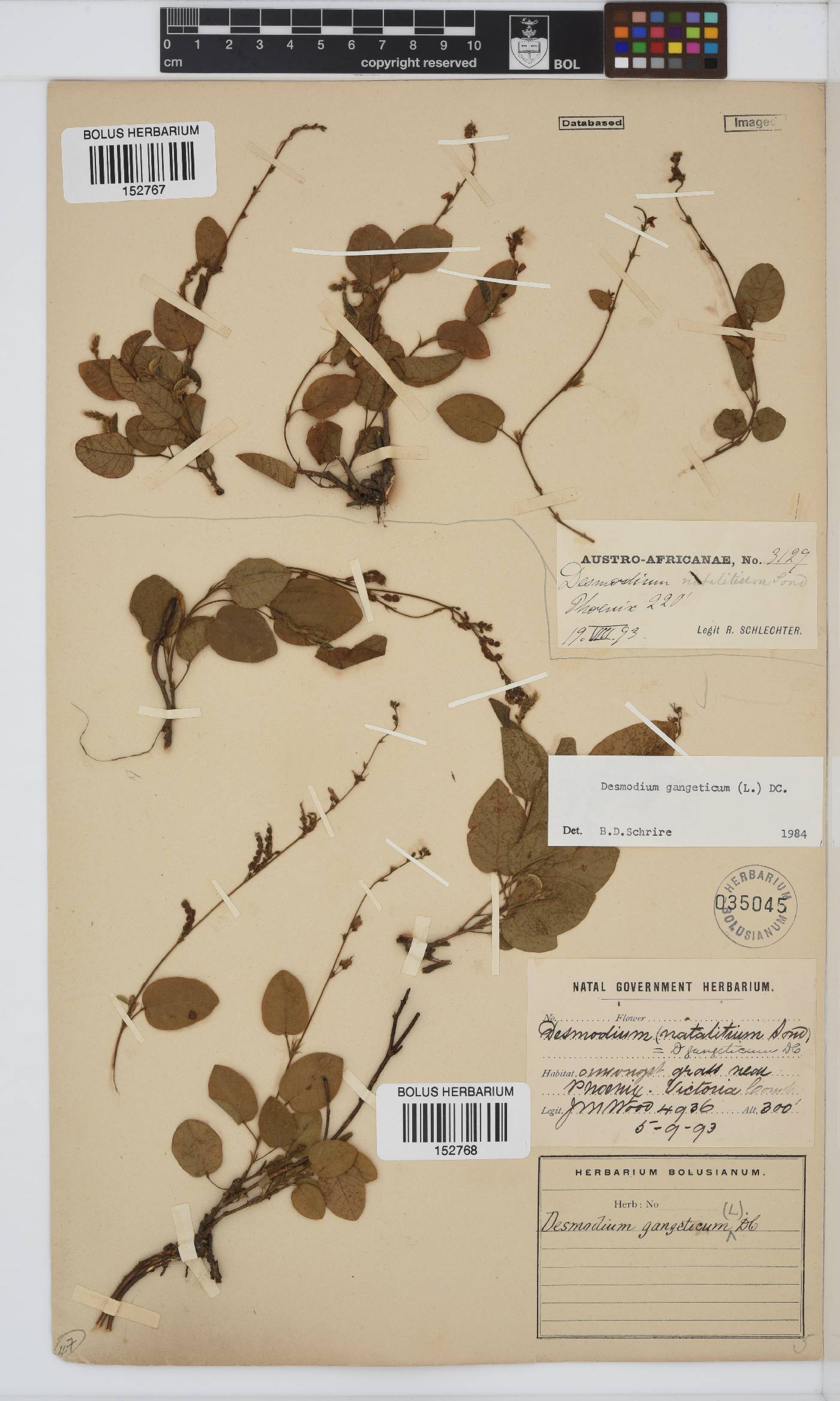 Desmodium gangeticum image