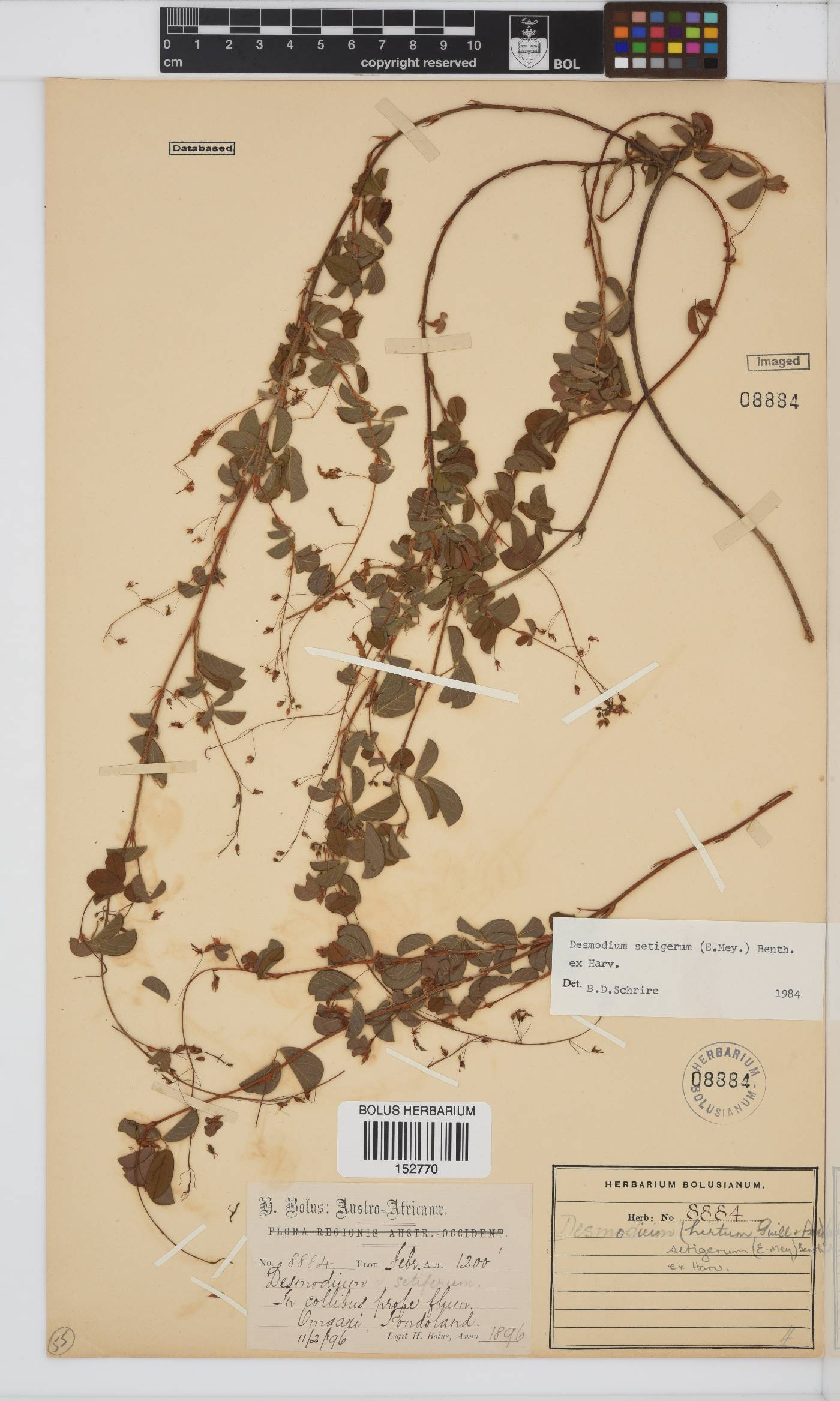 Desmodium setigerum image