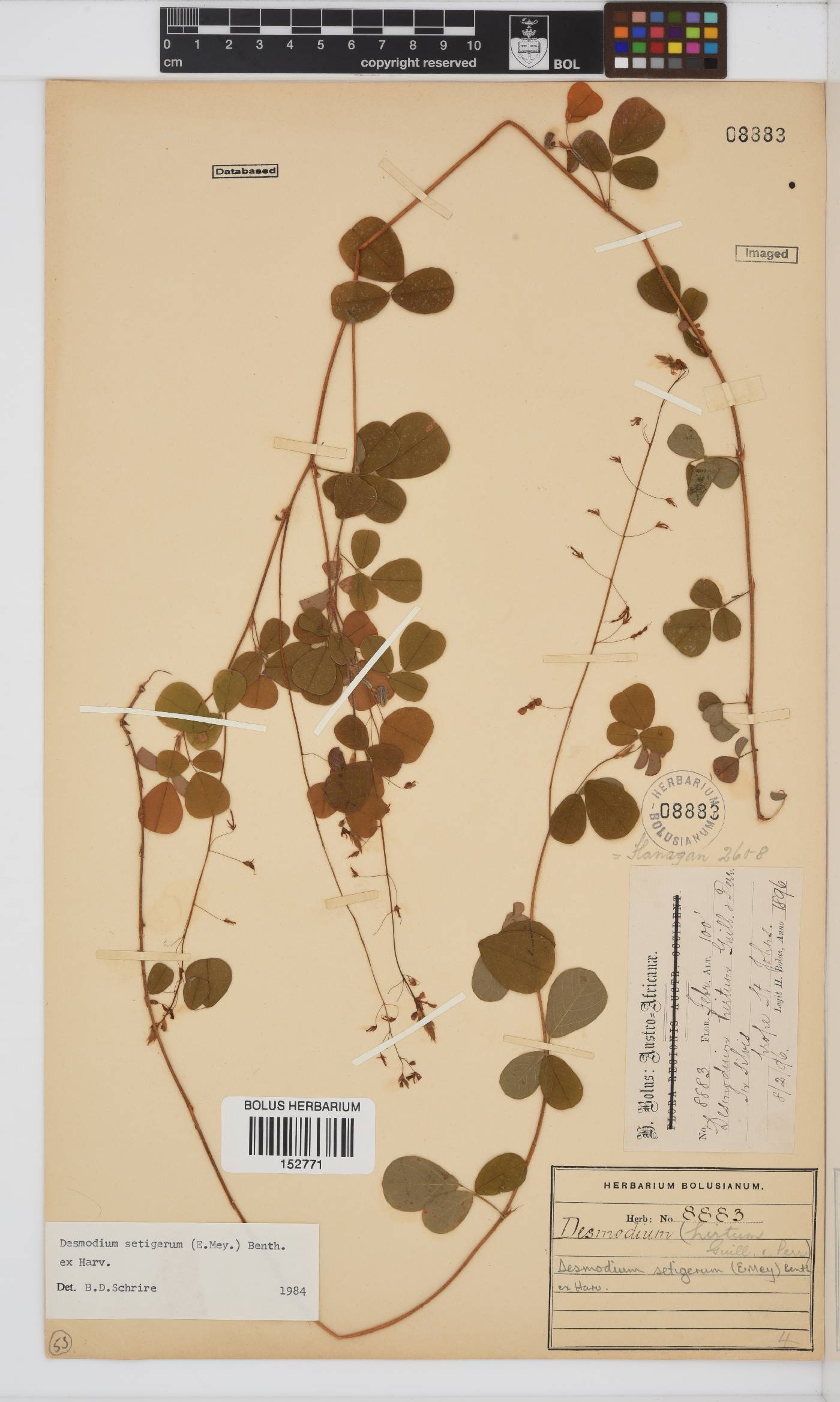 Desmodium setigerum image