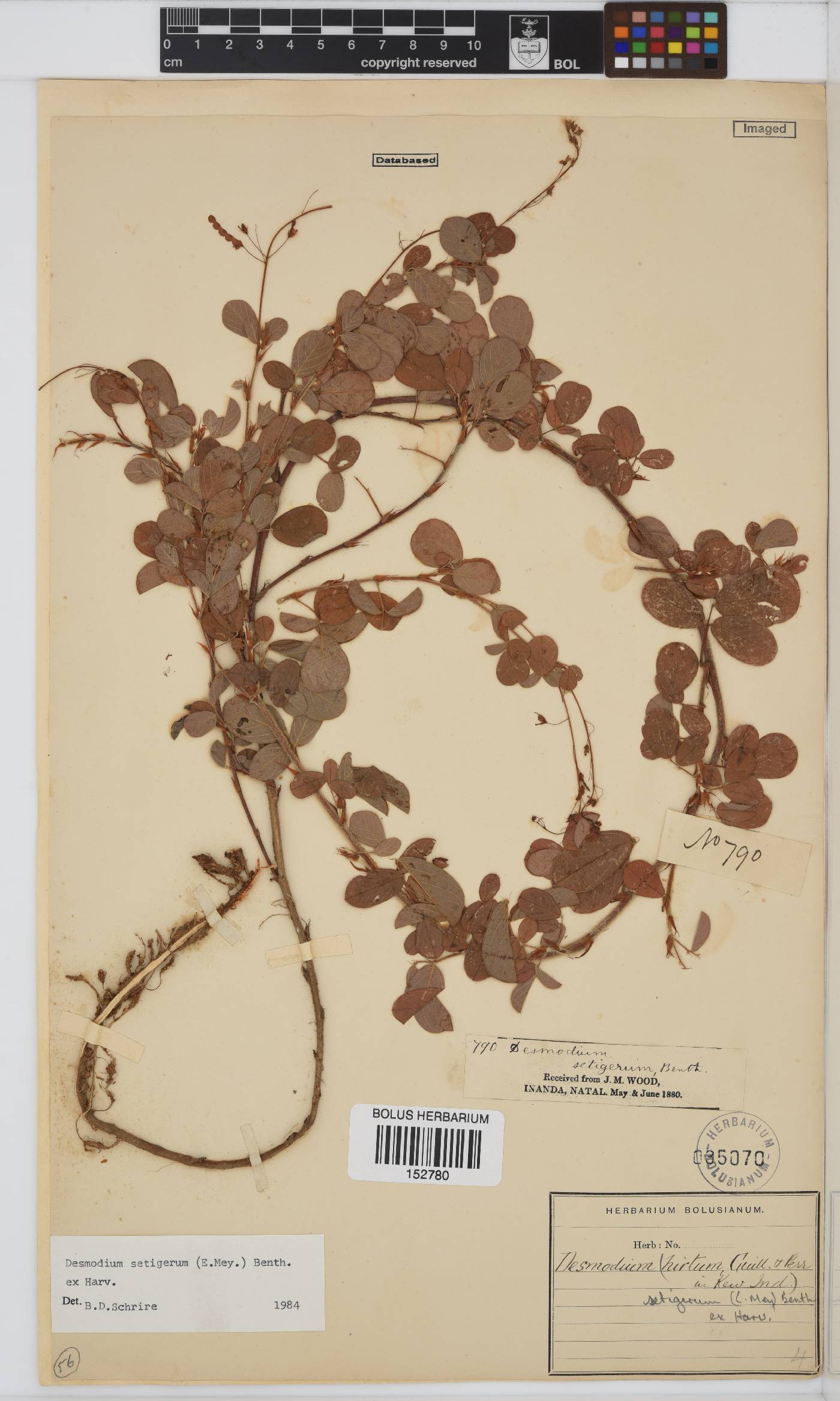 Desmodium setigerum image