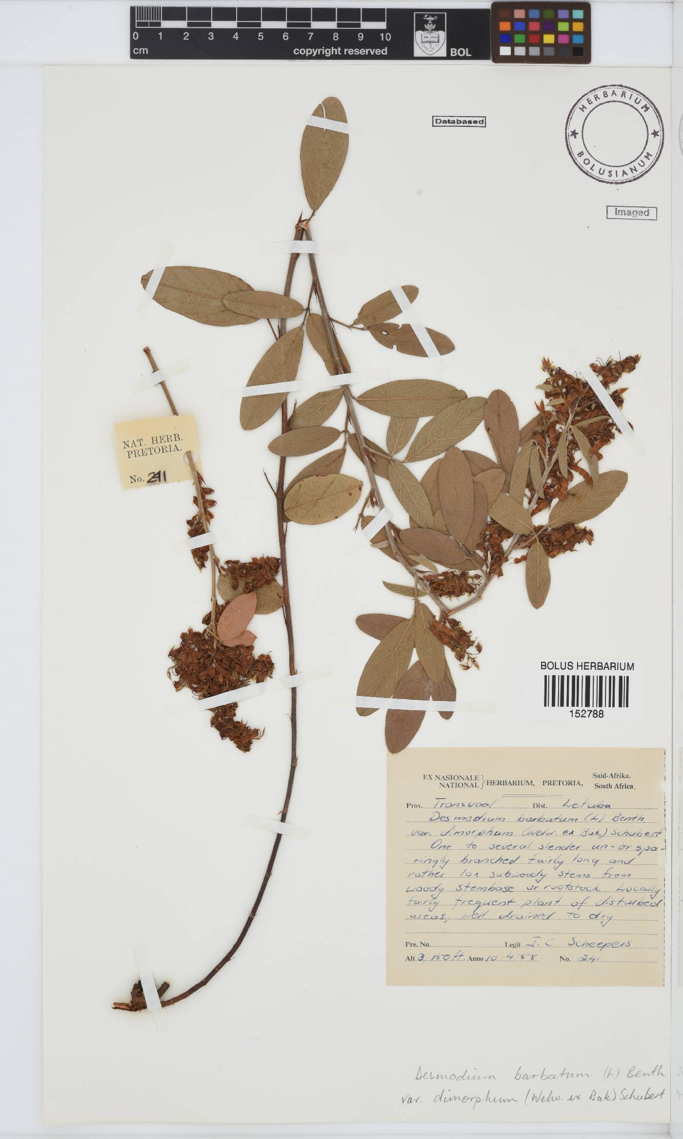 Desmodium barbatum image