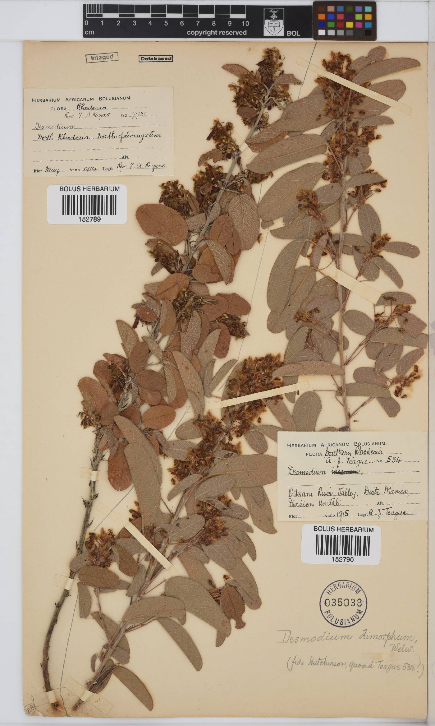 Desmodium barbatum image