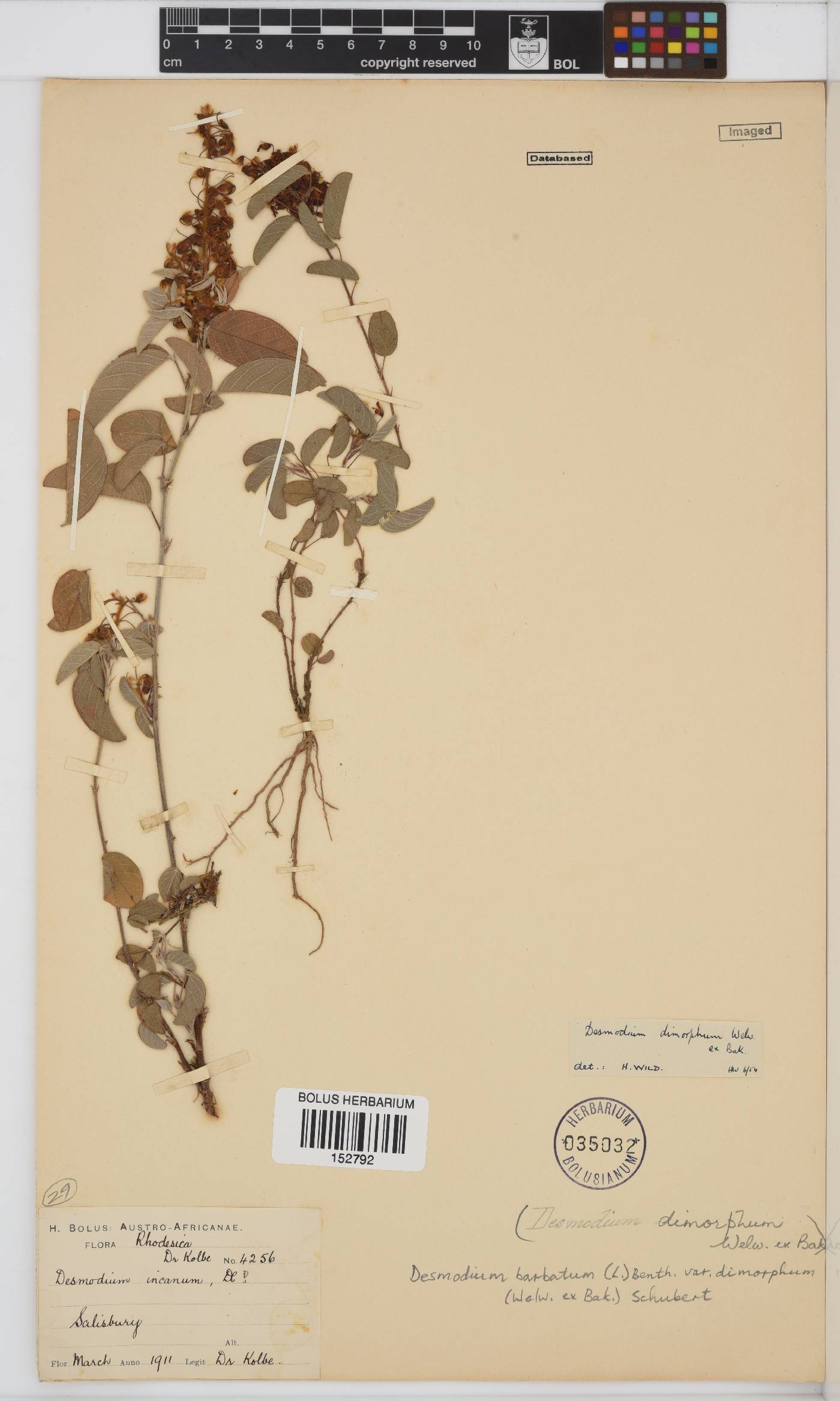 Desmodium barbatum var. dimorphum image