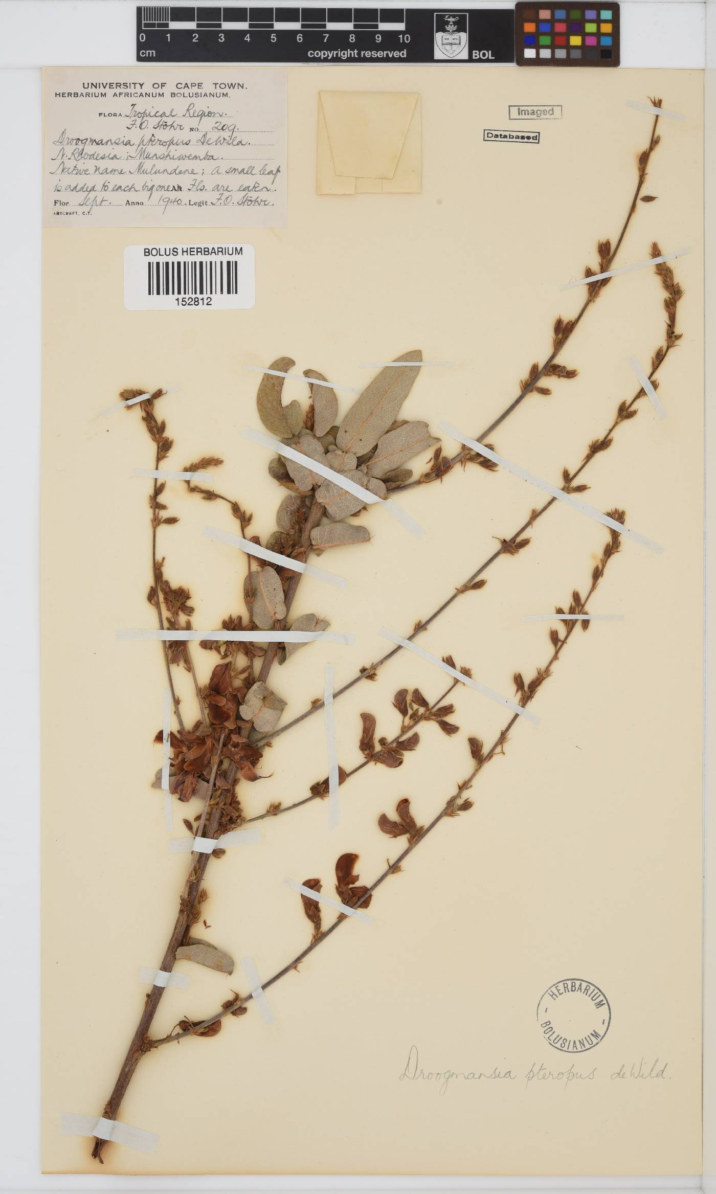 Droogmansia pteropus image