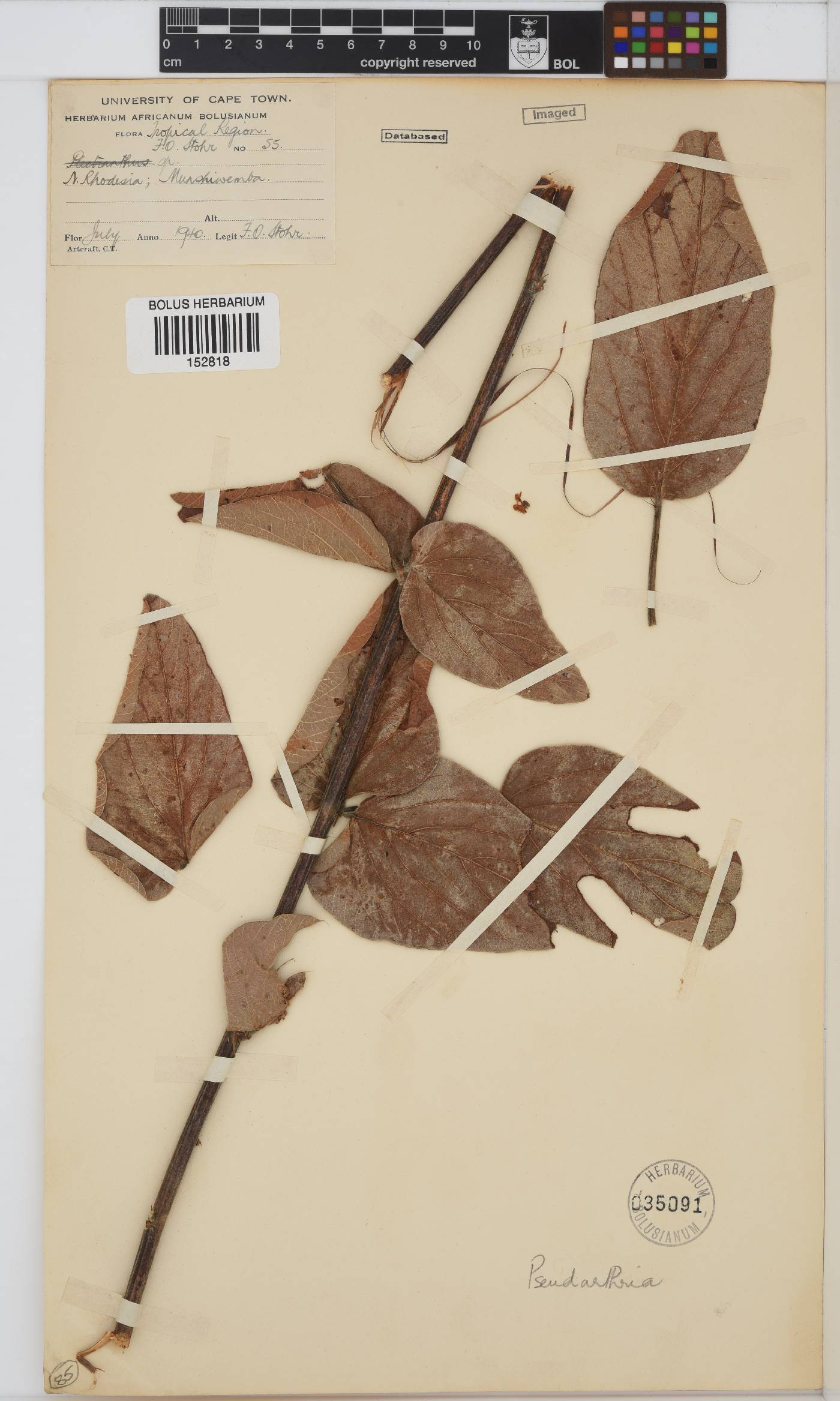 Pseudarthria image