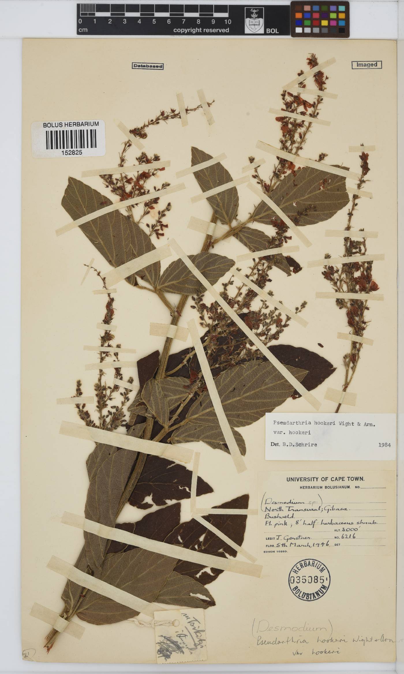 Pseudarthria image