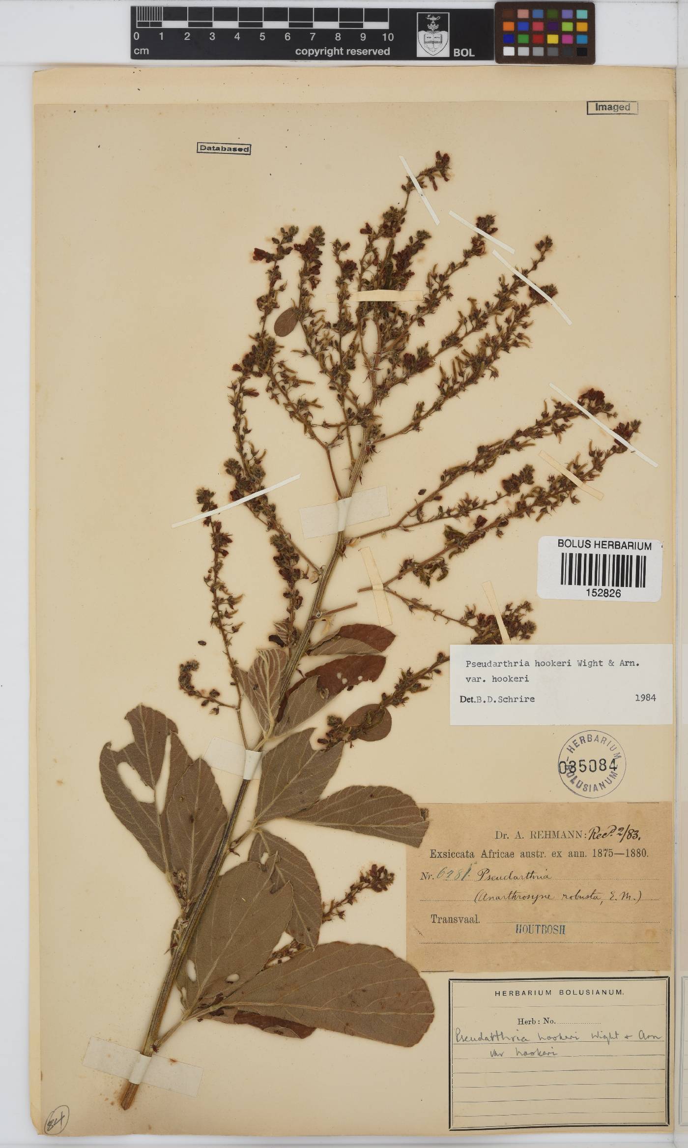 Pseudarthria hookeri var. hookeri image