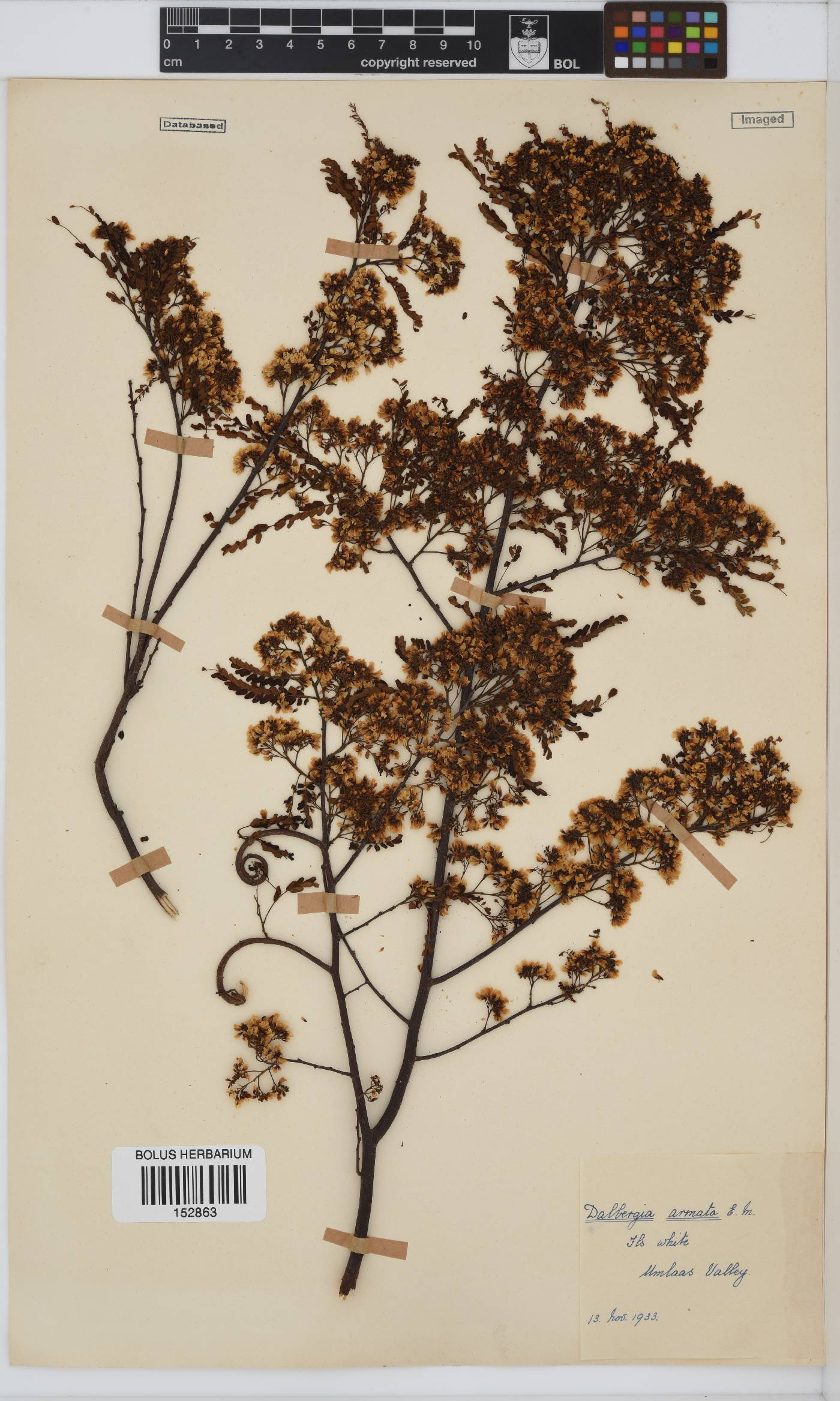 Dalbergia armata image