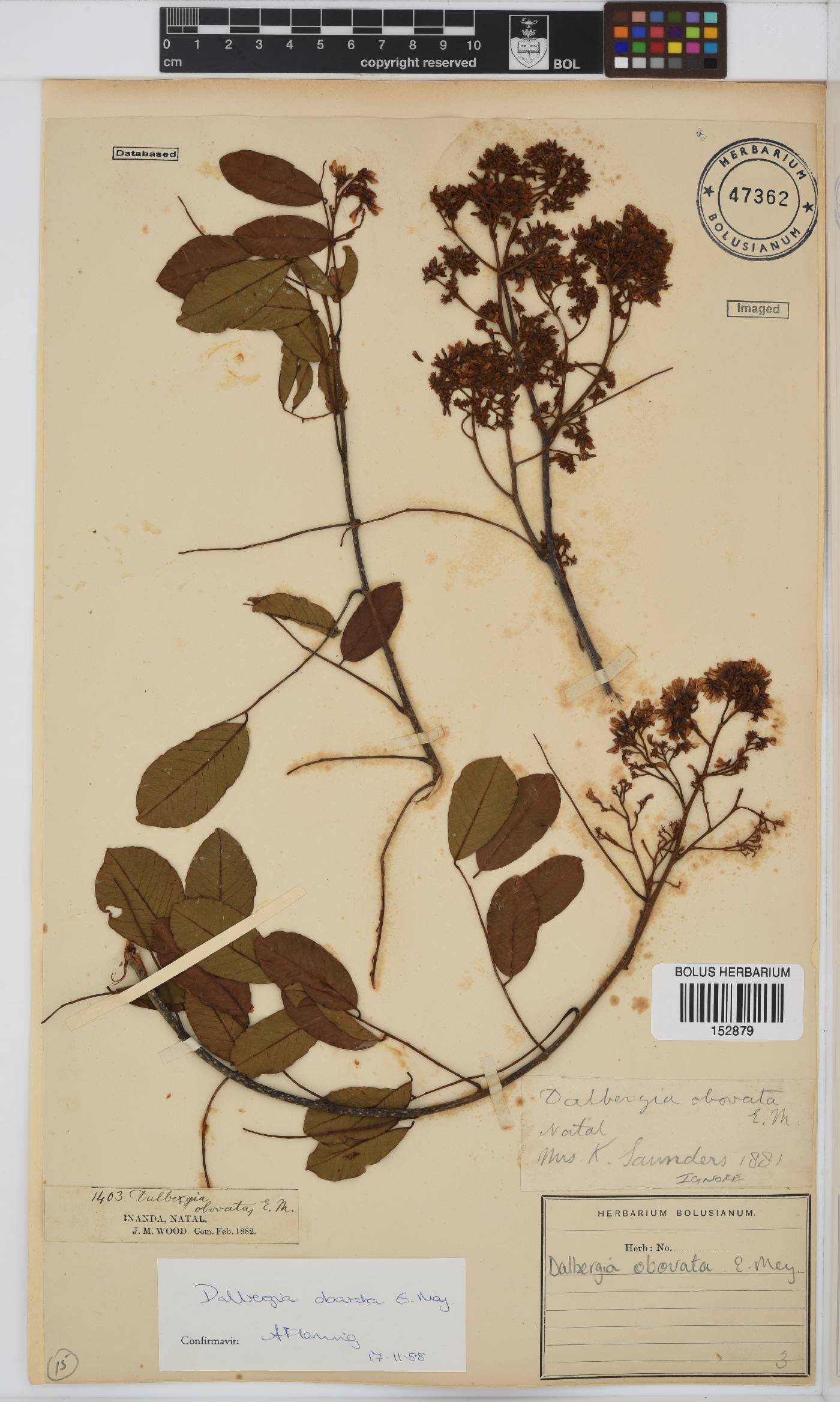 Dalbergia obovata image