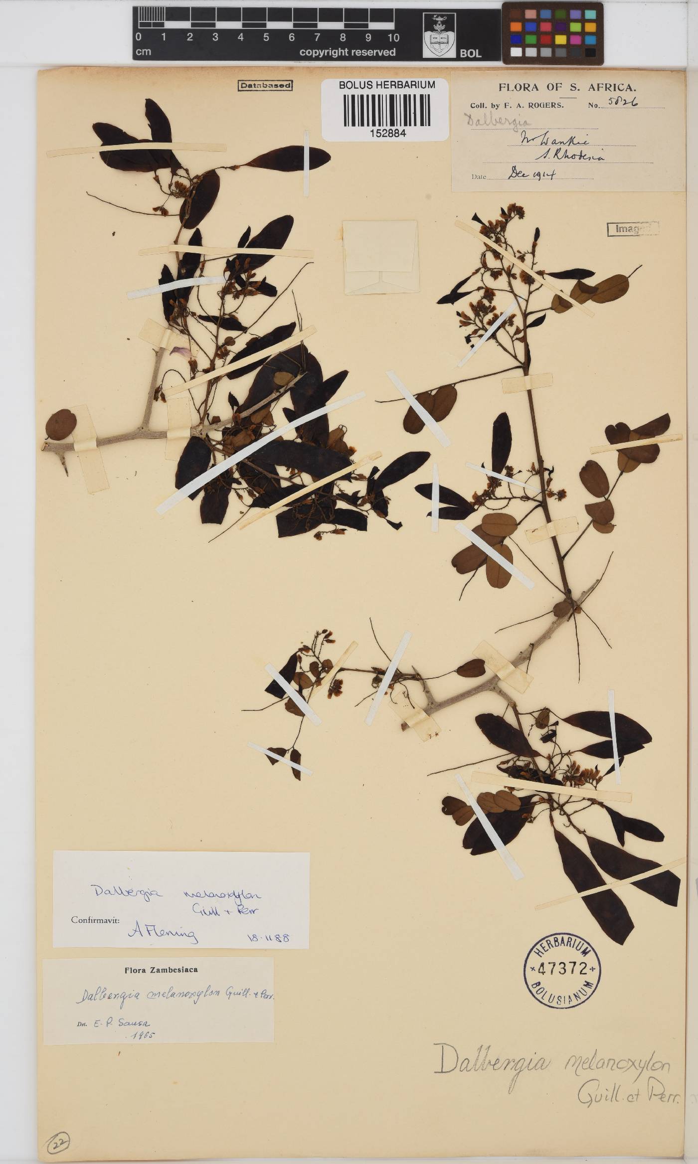 Dalbergia melanoxylon image