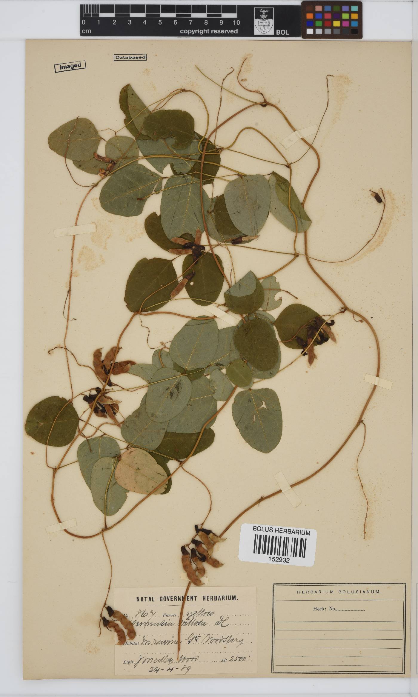 Dumasia villosa image