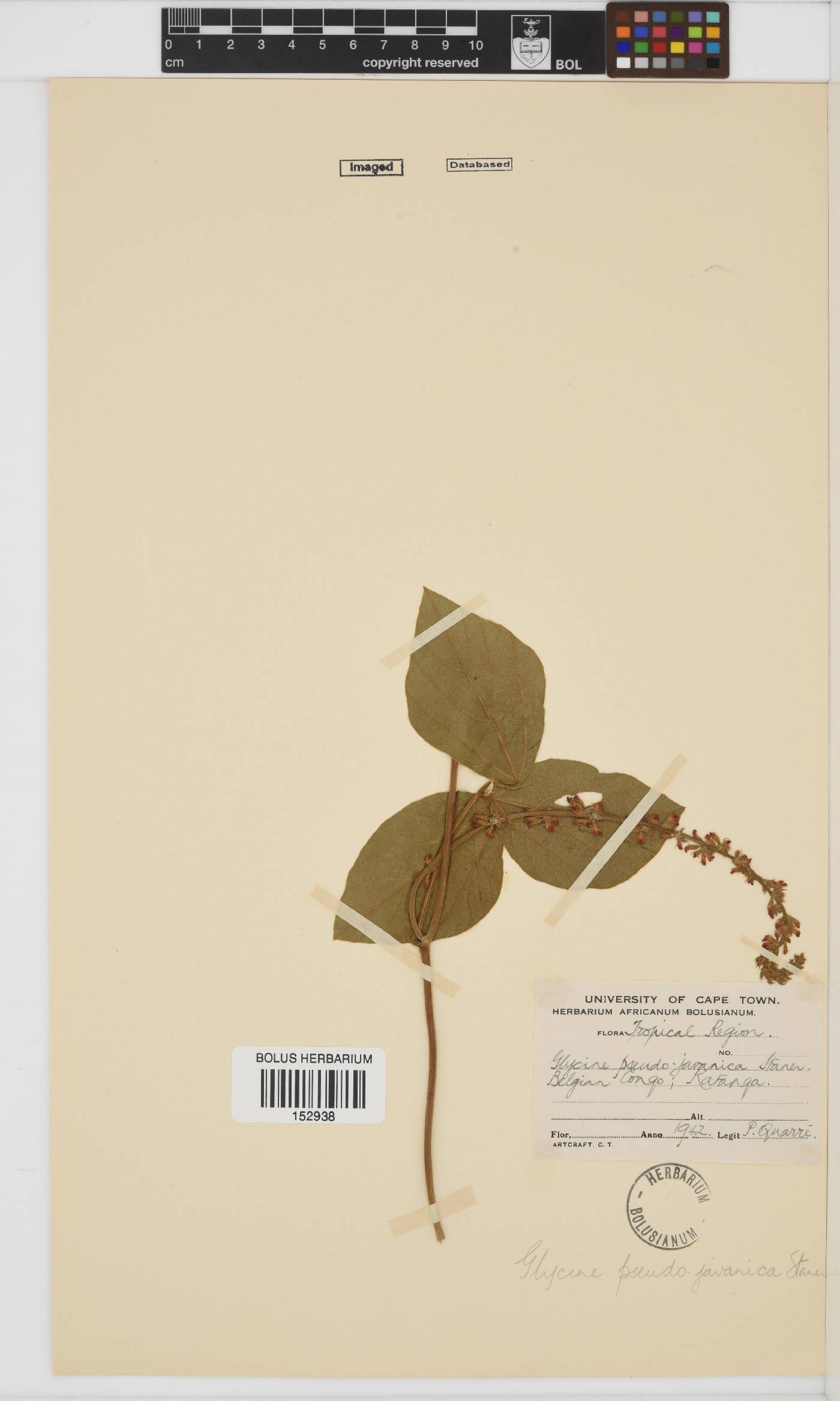Neonotonia wightii image