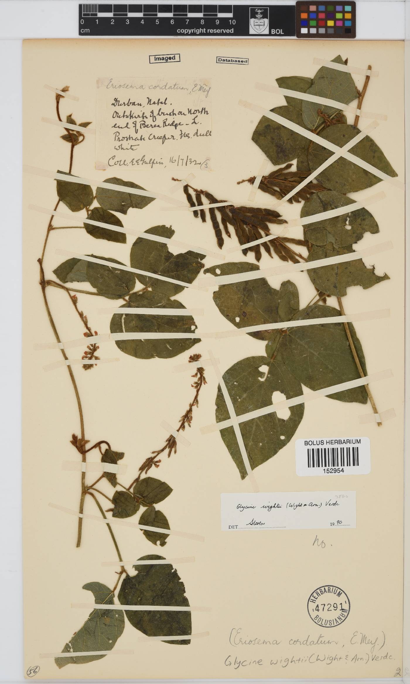Neonotonia wightii image