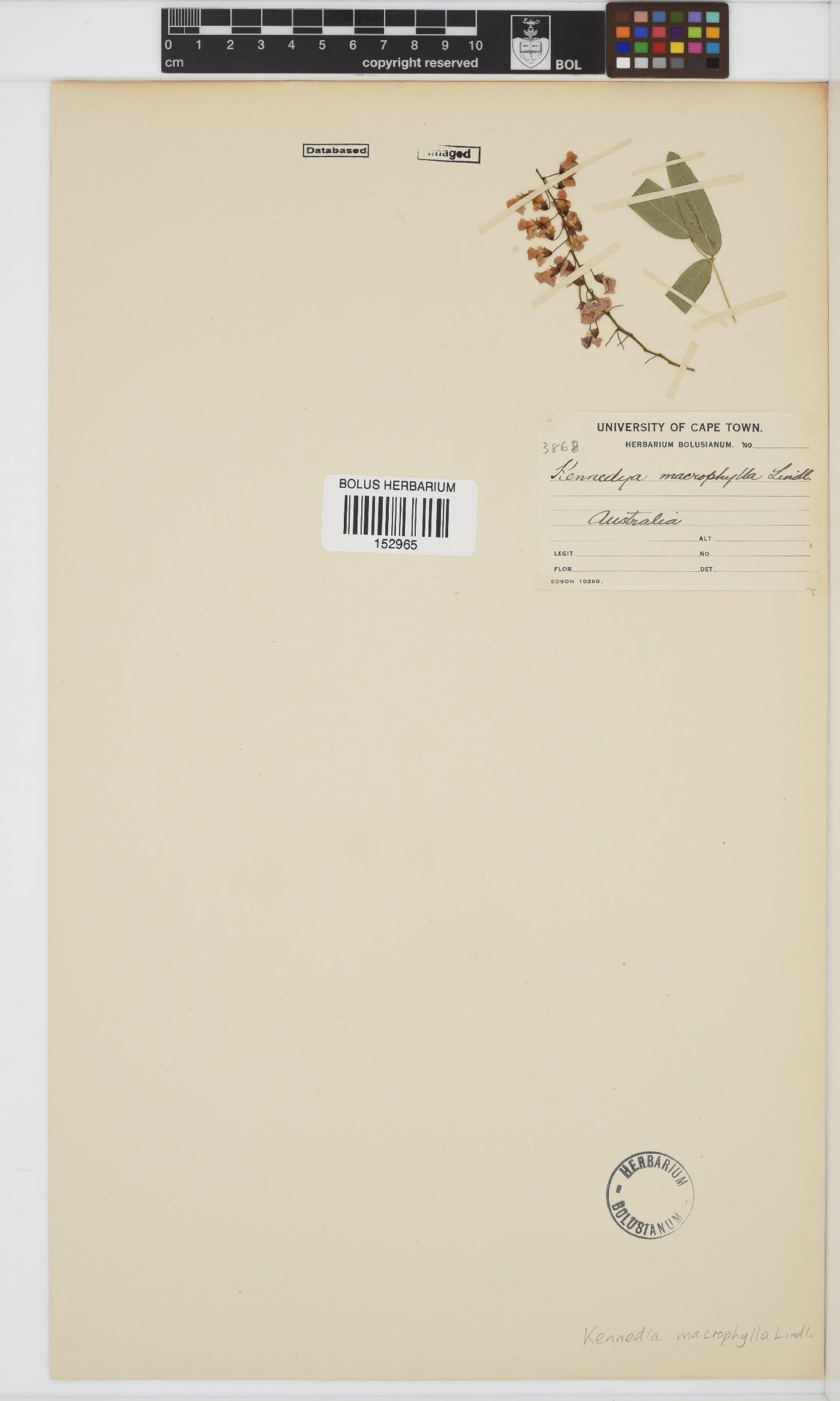 Kennedia lateritia image