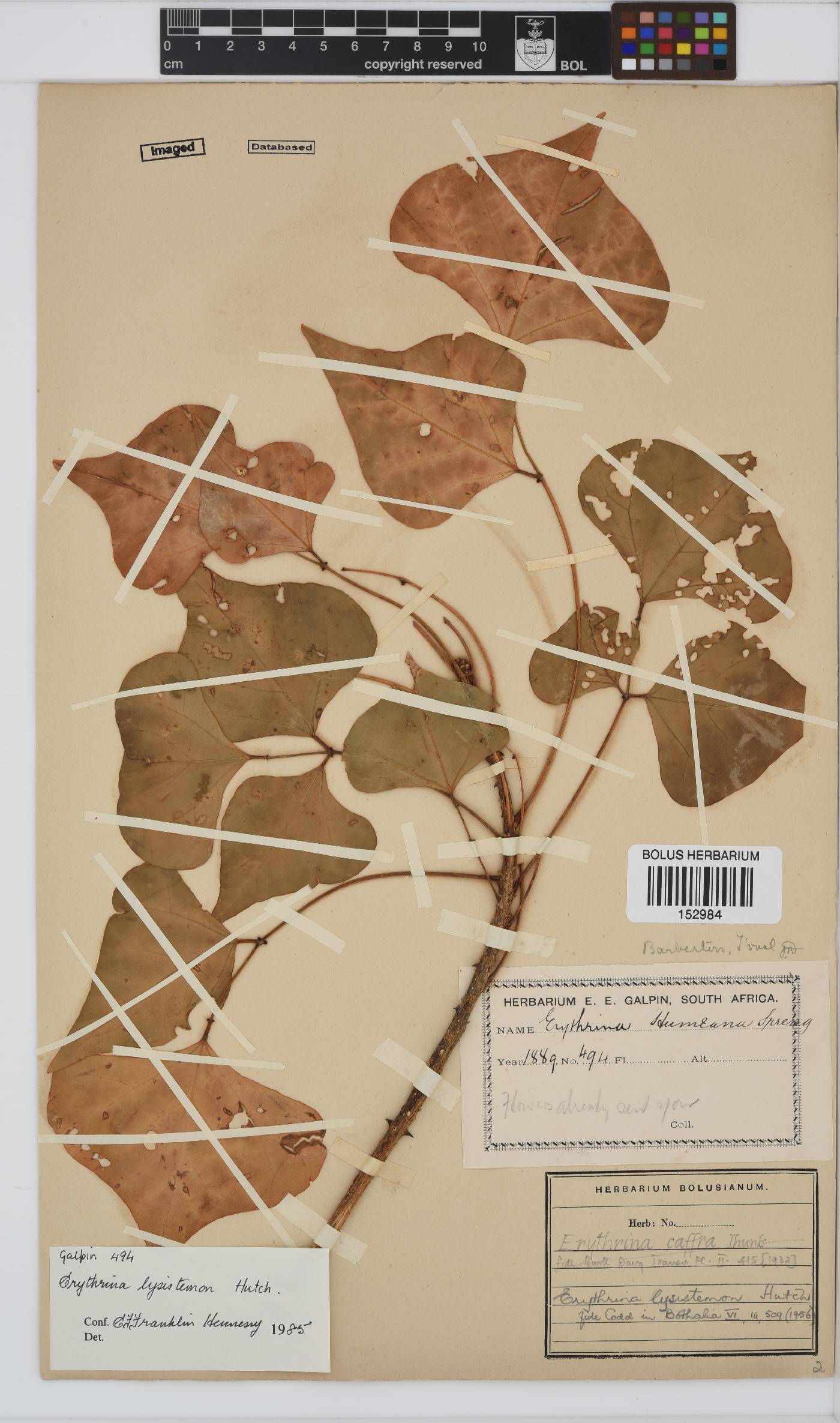 Erythrina image