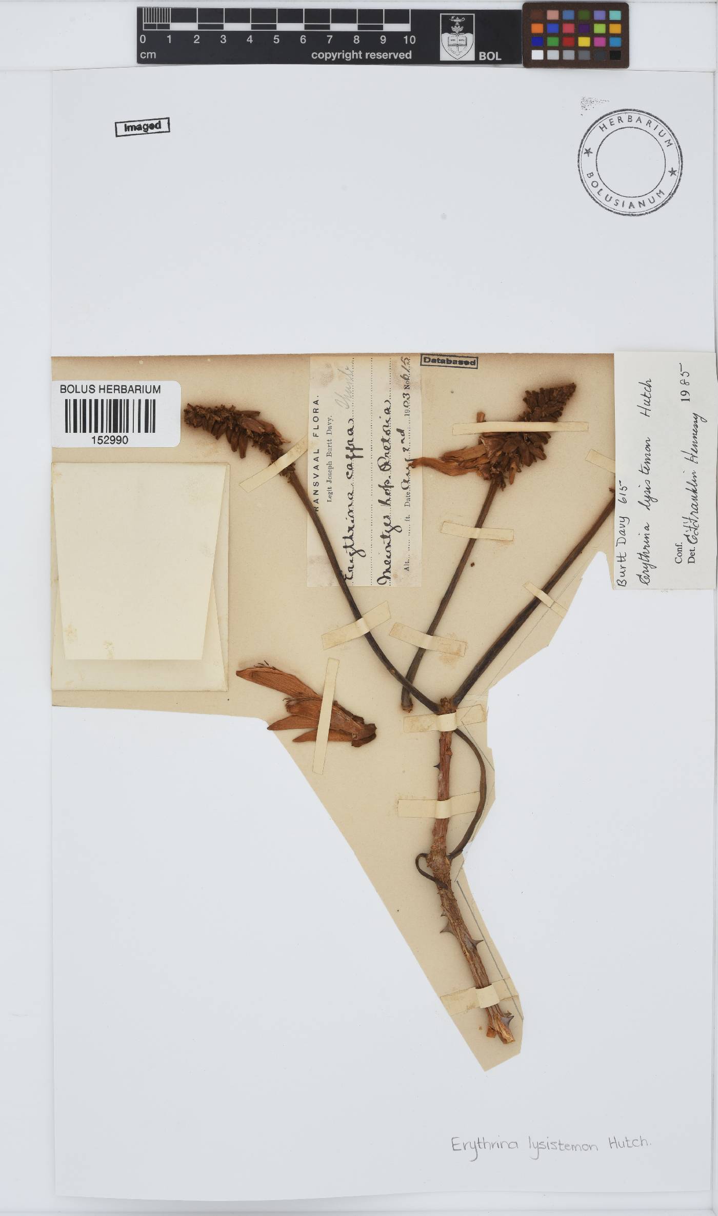 Erythrina lysistemon image