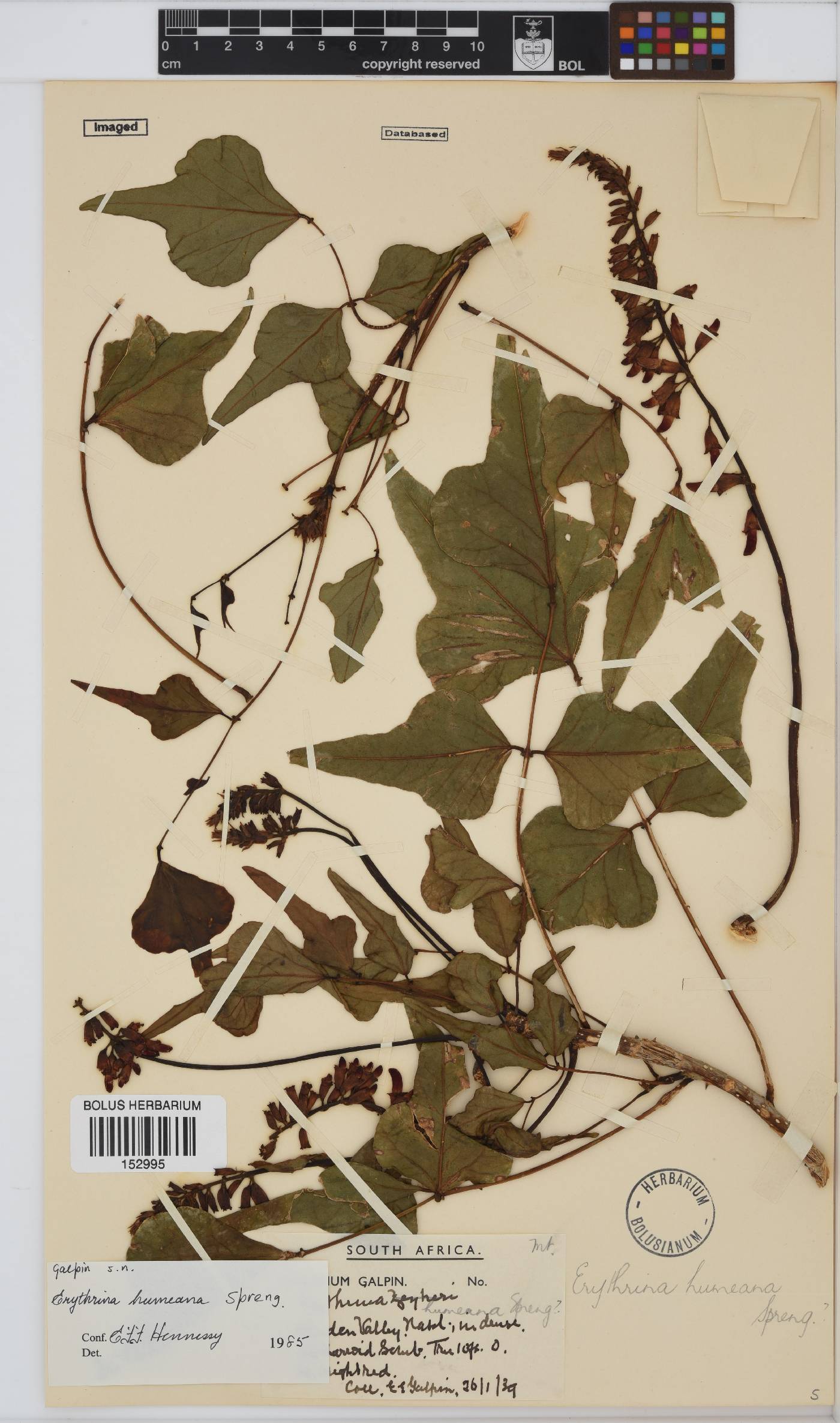 Erythrina humeana image