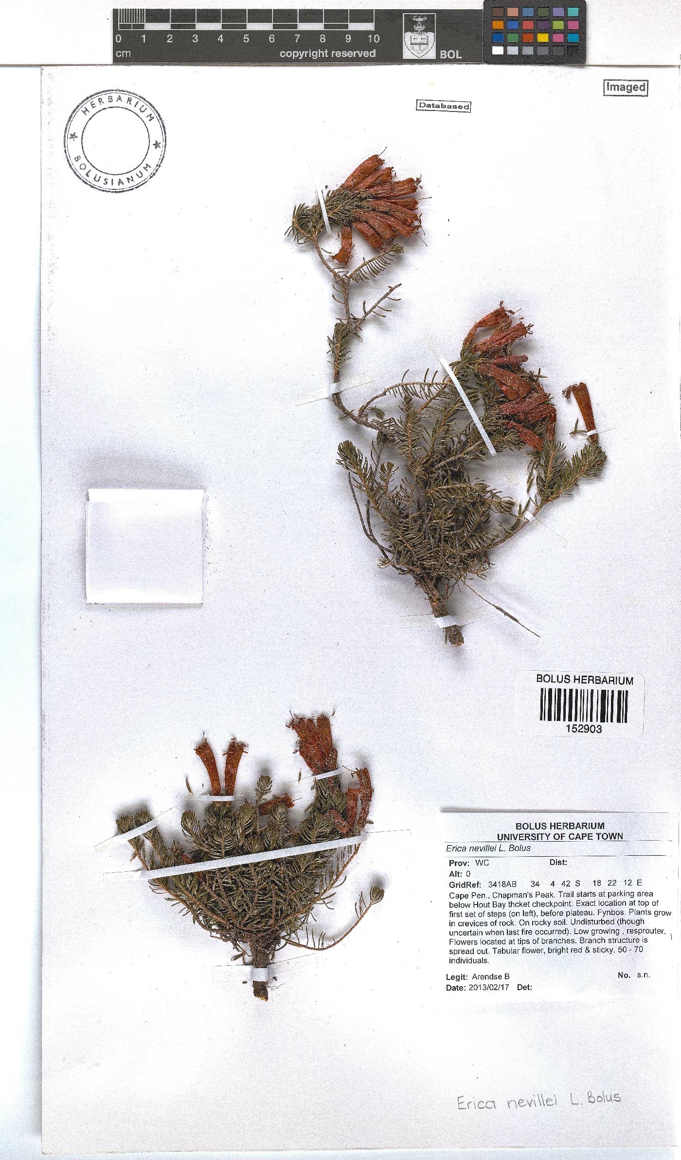 Erica nevillei image