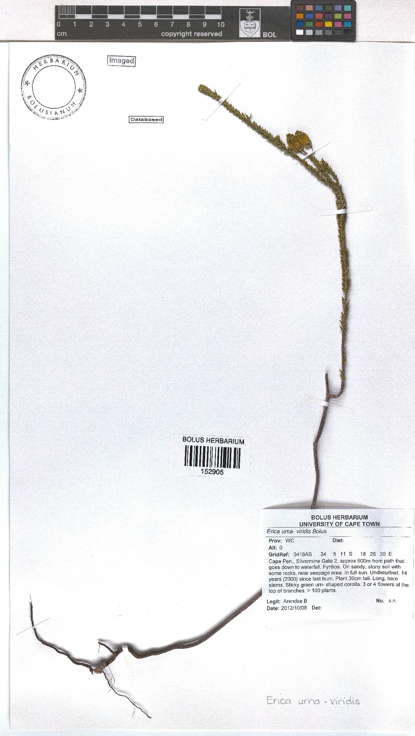 Erica urna-viridis image