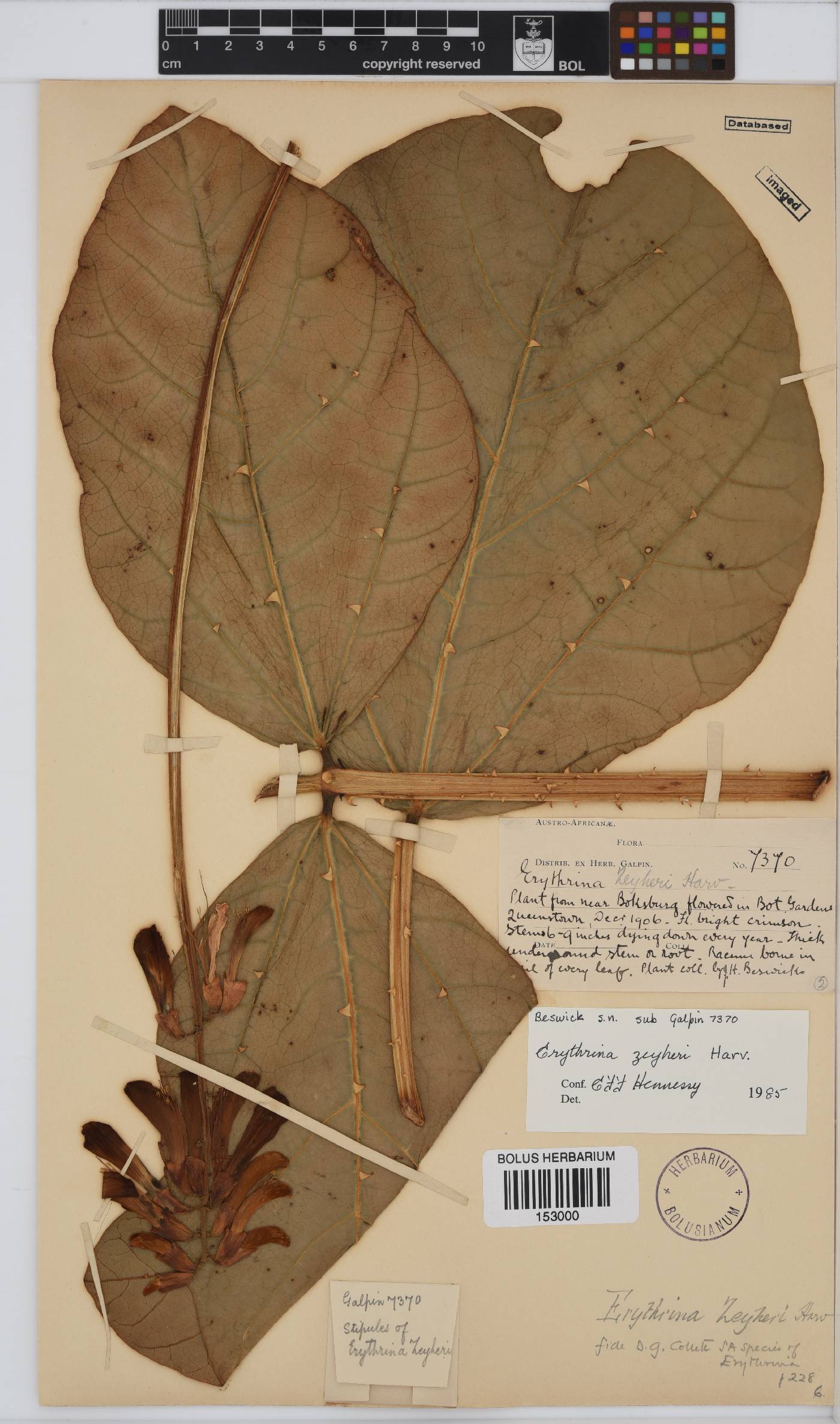 Erythrina zeyheri image