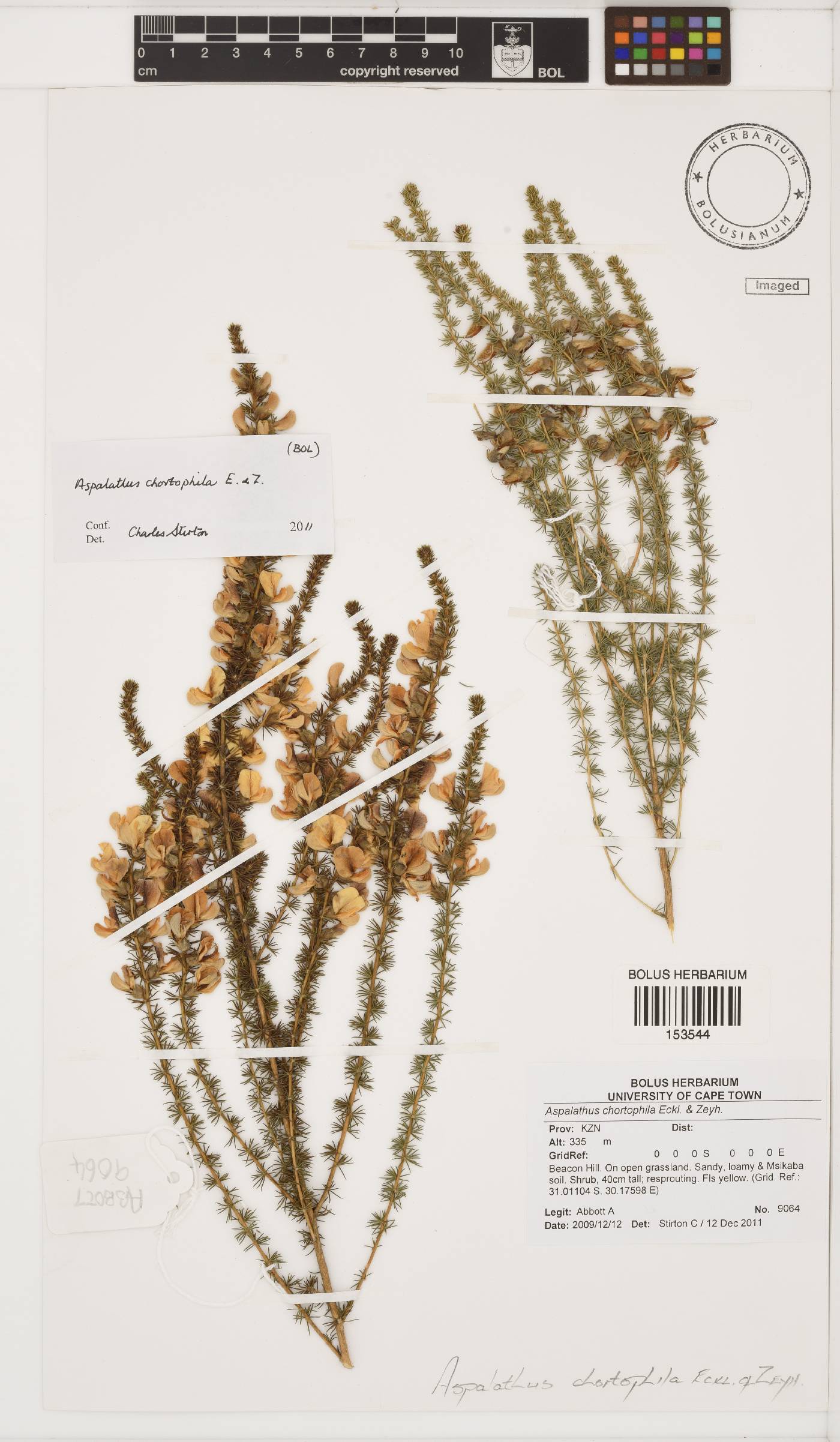 Aspalathus chortophila image