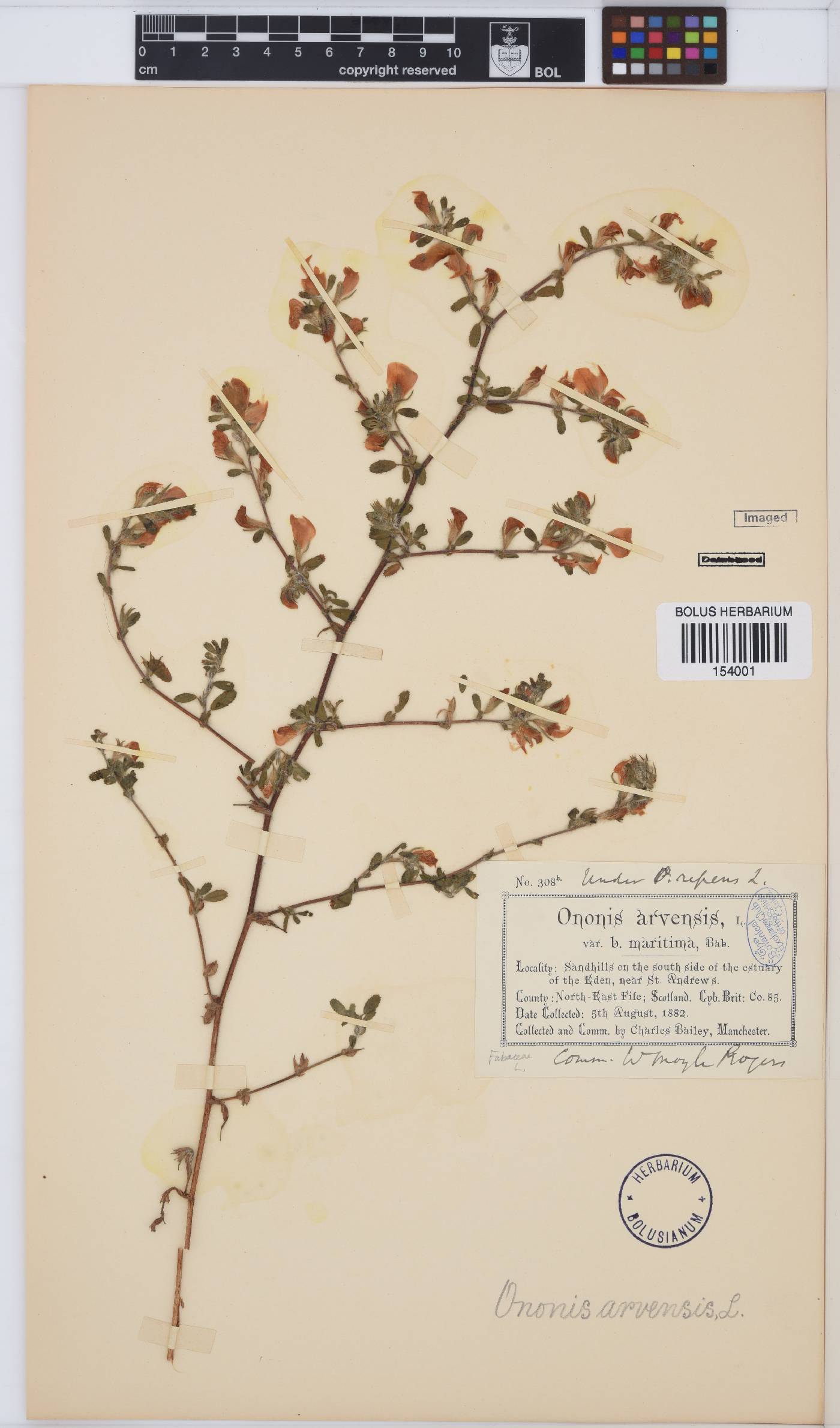 Ononis arvensis image