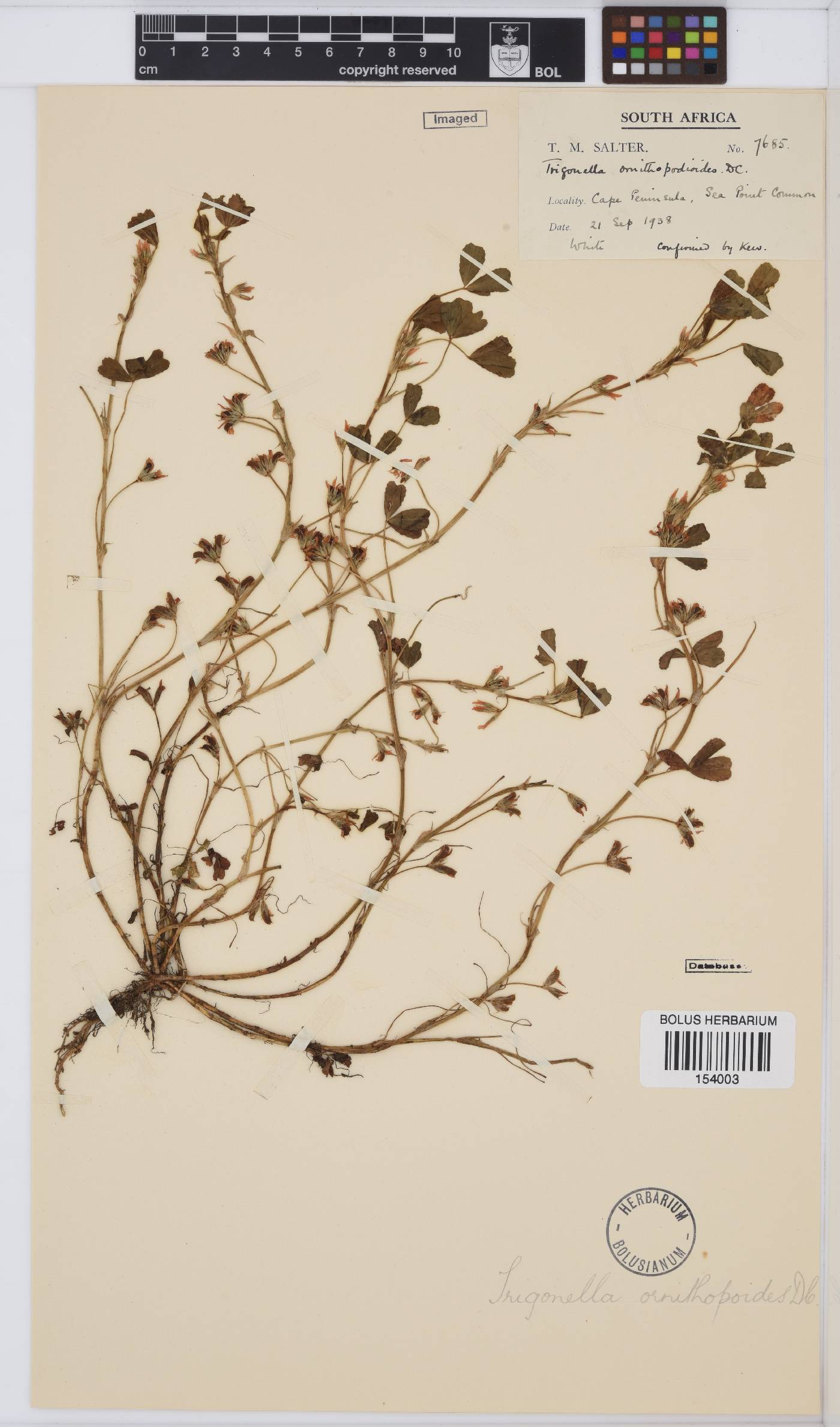 Trifolium ornithopodioides image
