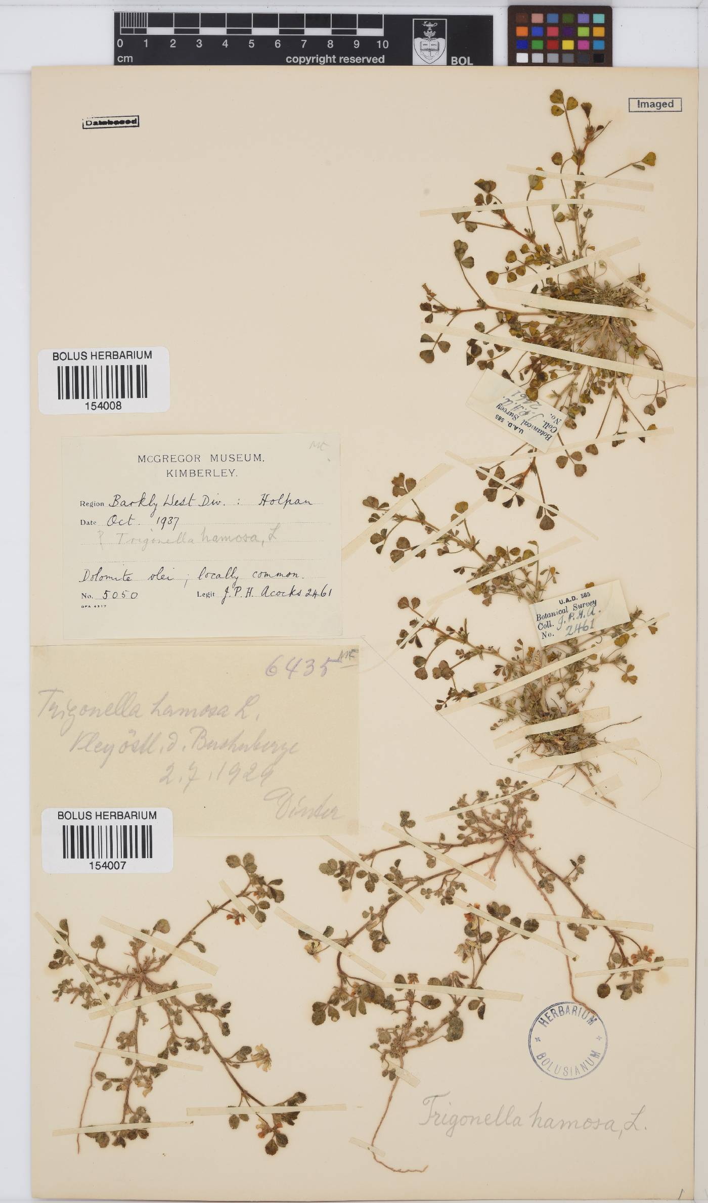 Trigonella image