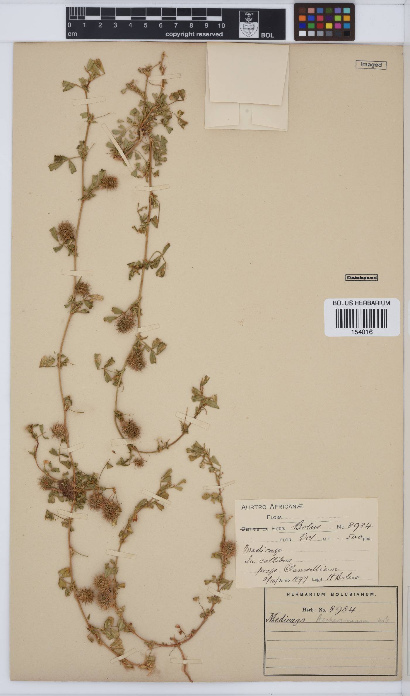 Medicago laciniata image