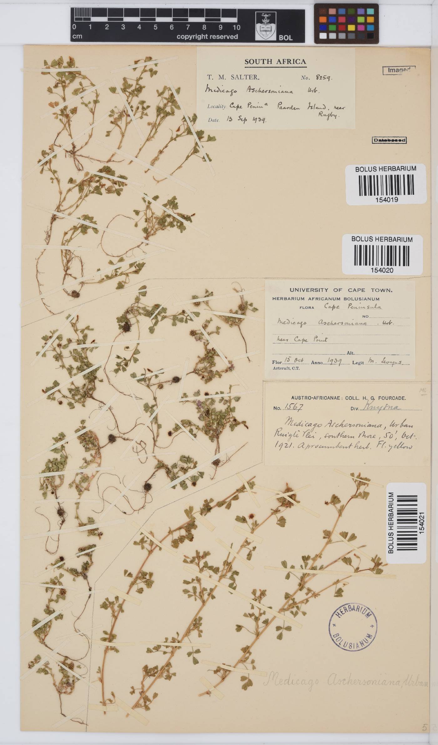 Medicago laciniata var. laciniata image