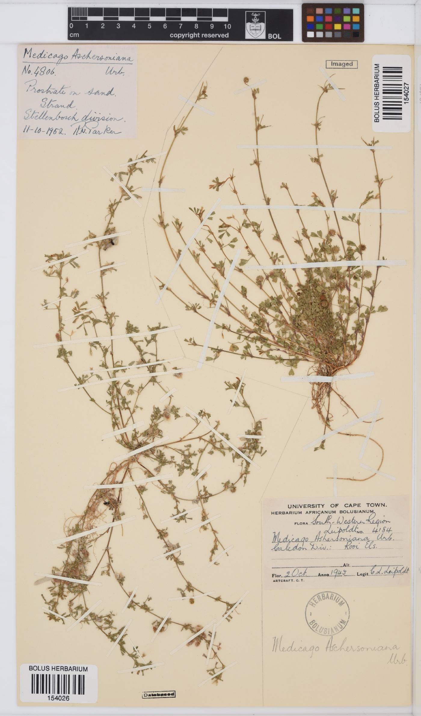 Medicago laciniata var. laciniata image