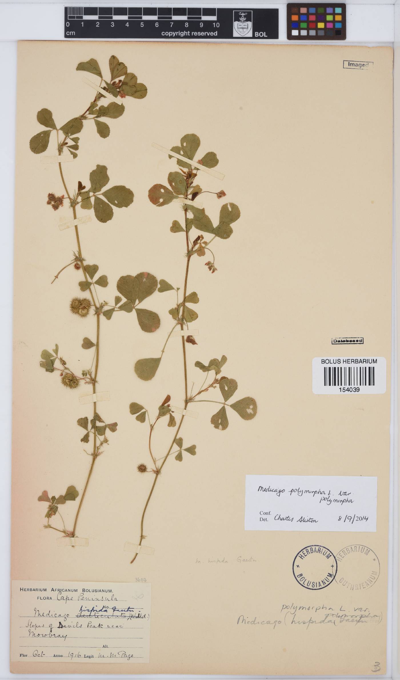 Medicago polymorpha image