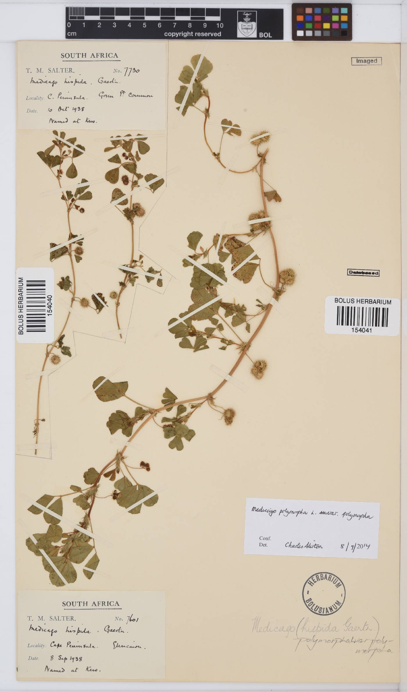 Medicago polymorpha image