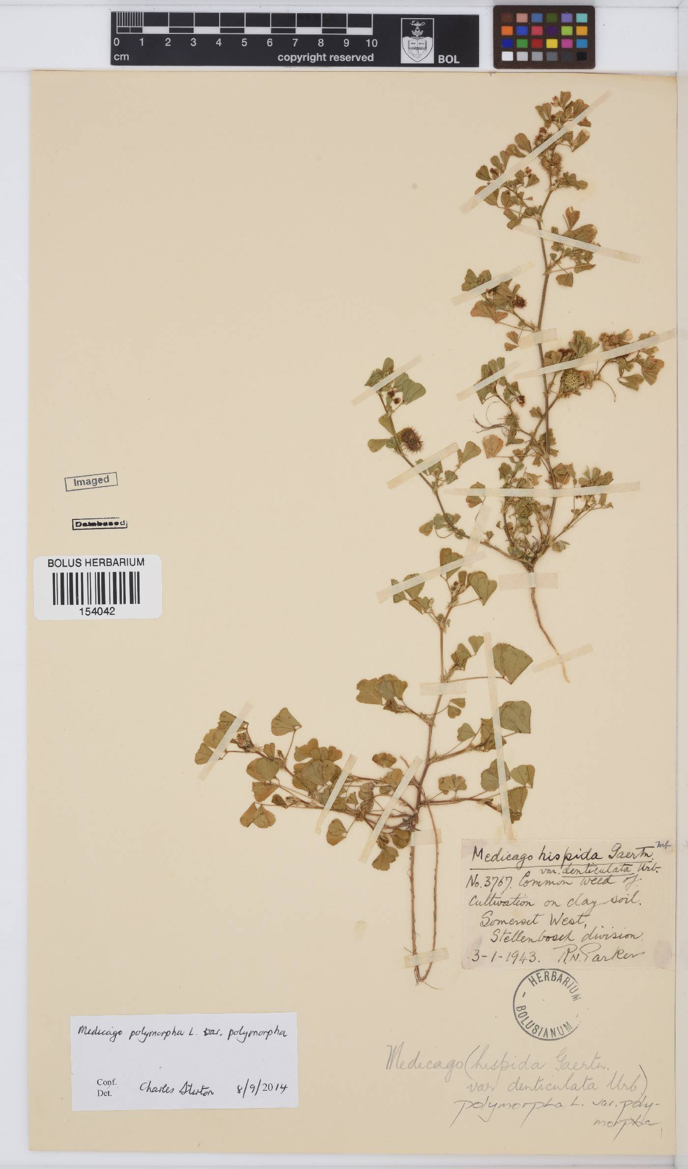 Medicago polymorpha image